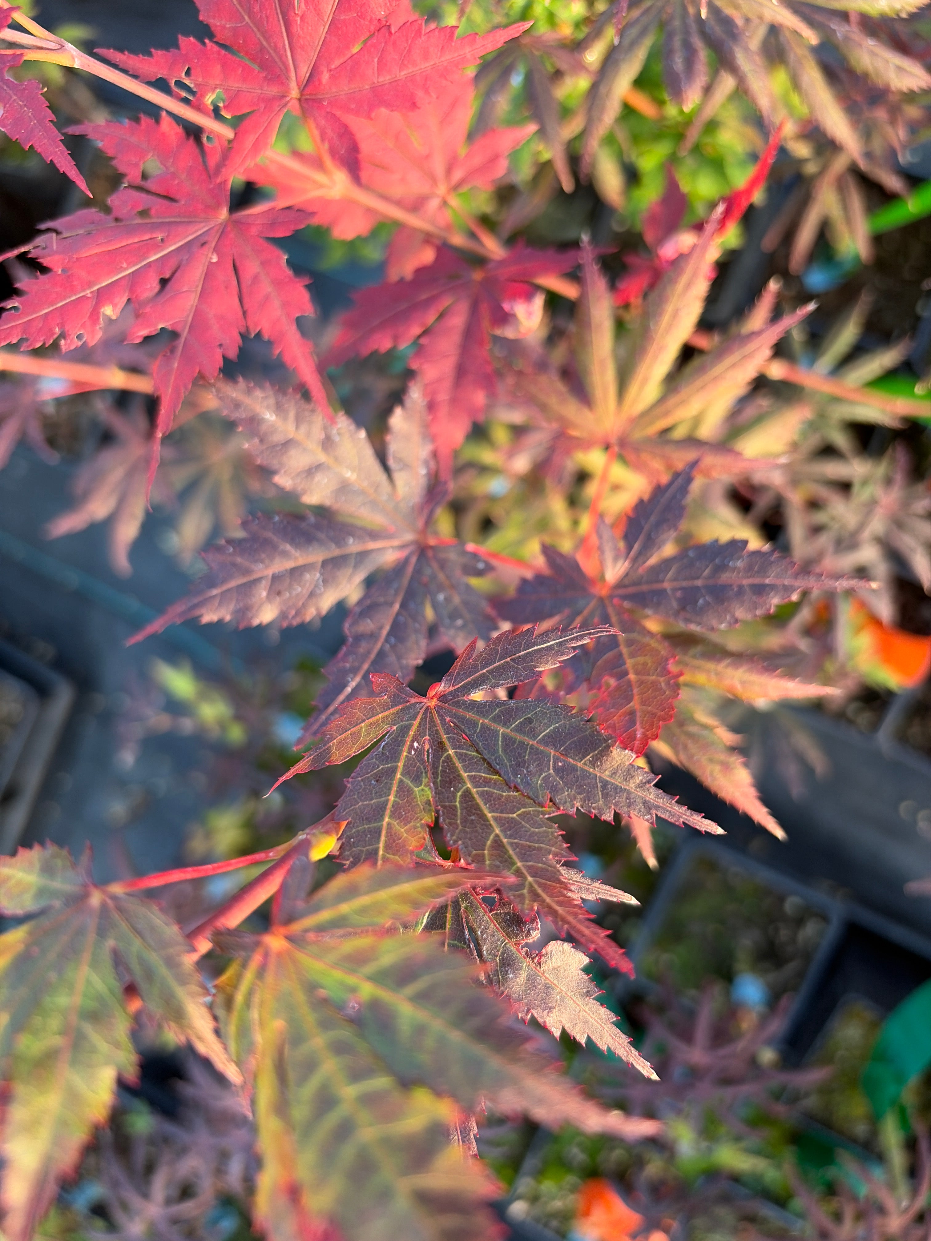 Acer Palmatum X Shirasawanum ‘Trompenburg’