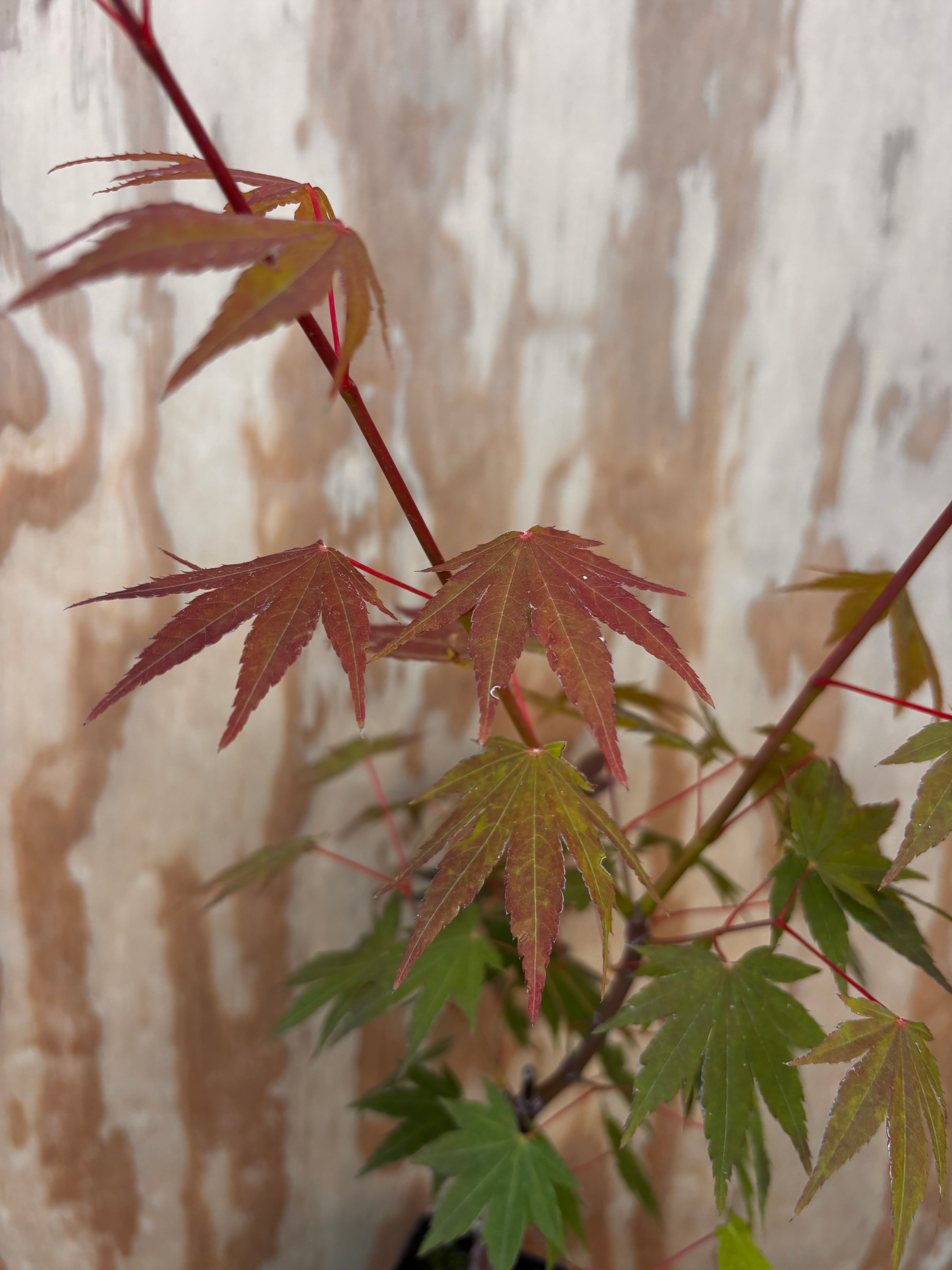 Acer Palmatum ‘Jiro Shidare’