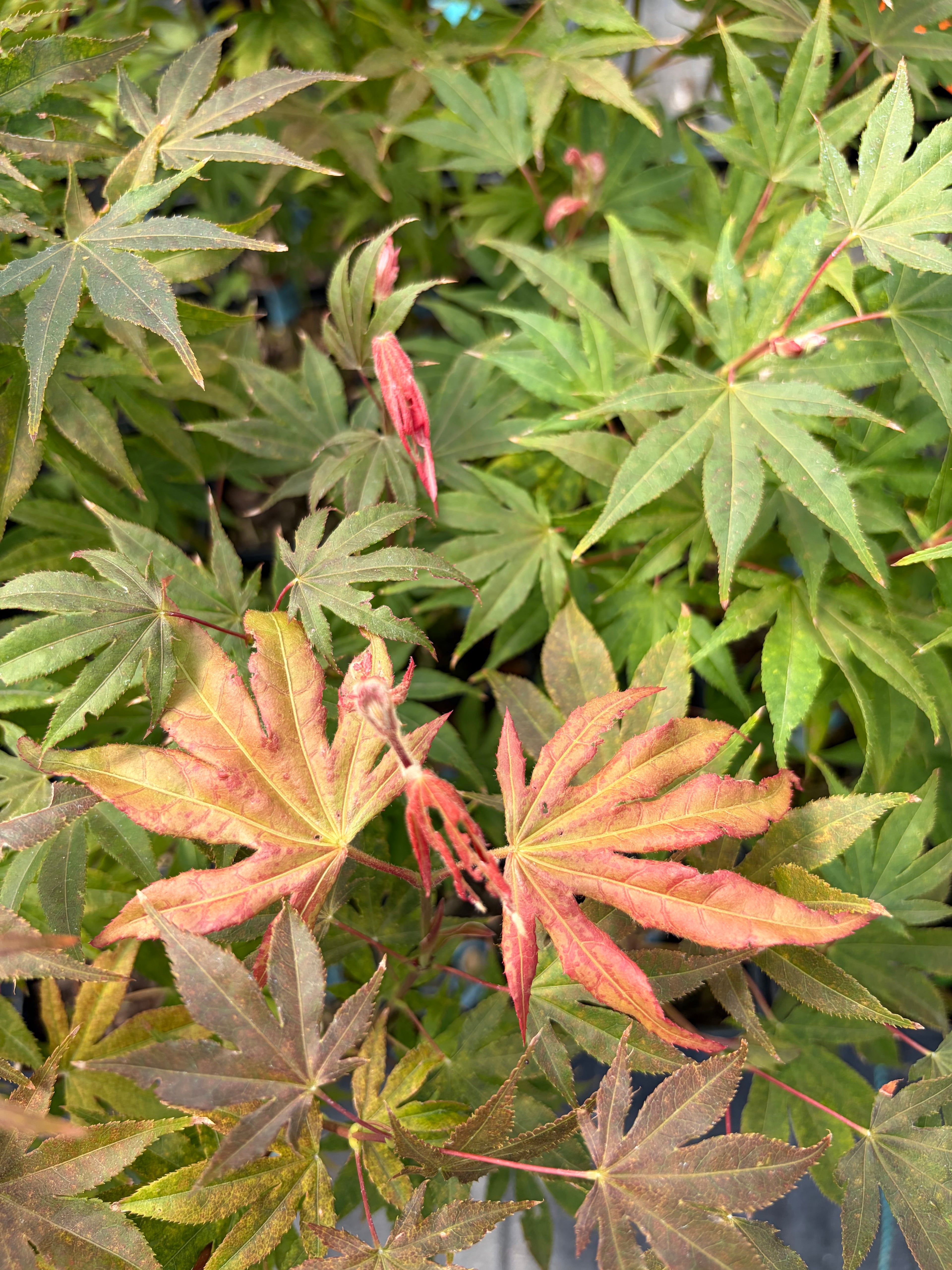 Acer Palmatum ‘Sawa Chidori’