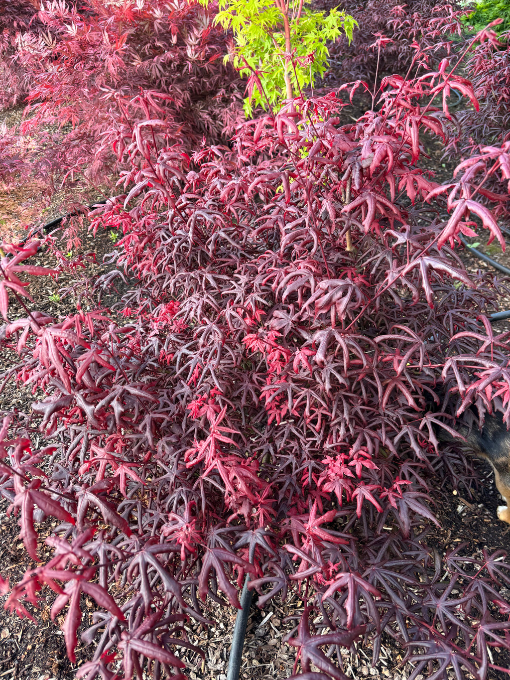 Acer Palmatum ‘Peve Starfish’