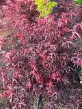 Acer Palmatum ‘Peve Starfish’