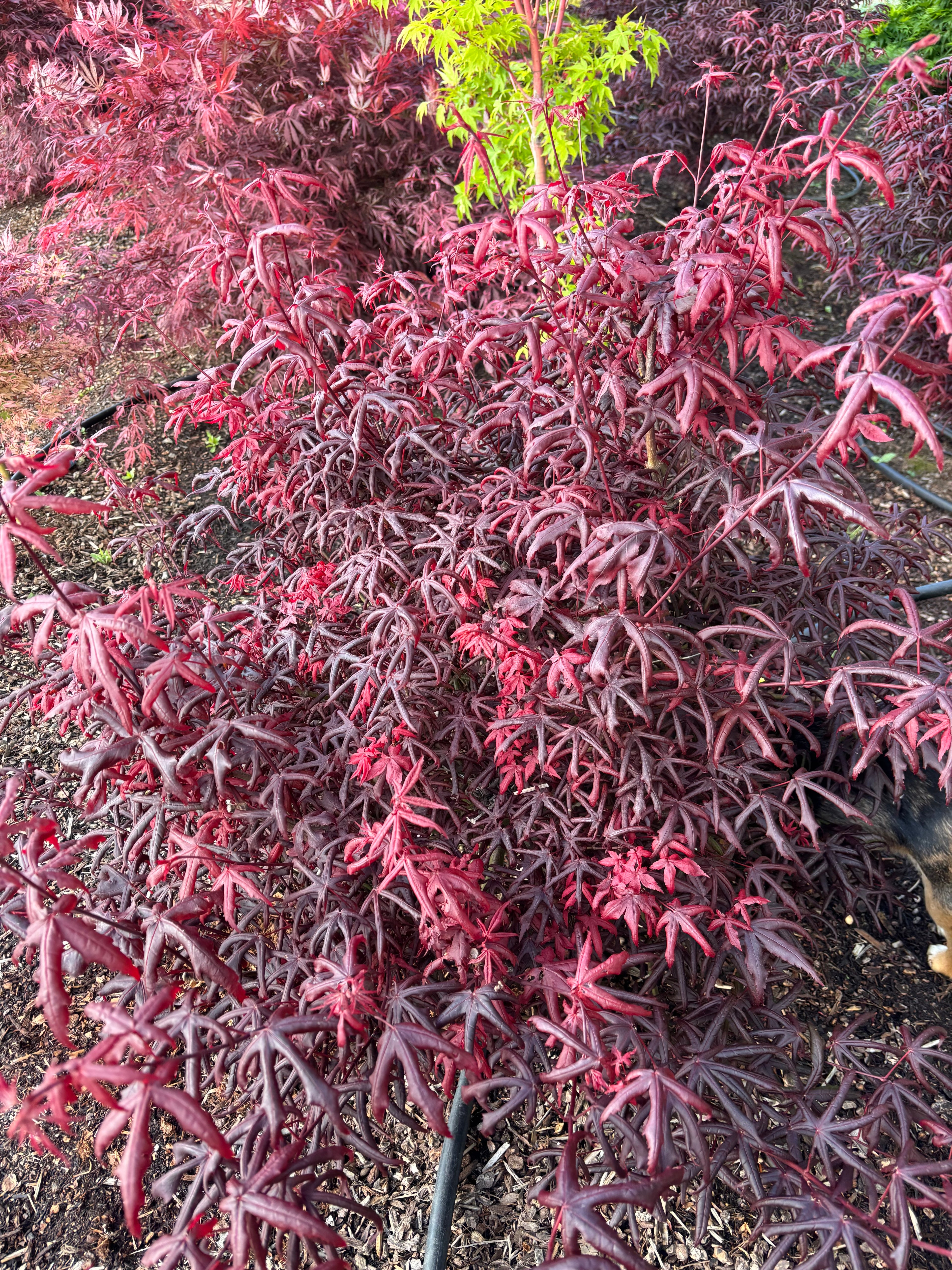 Acer Palmatum ‘Peve Starfish’
