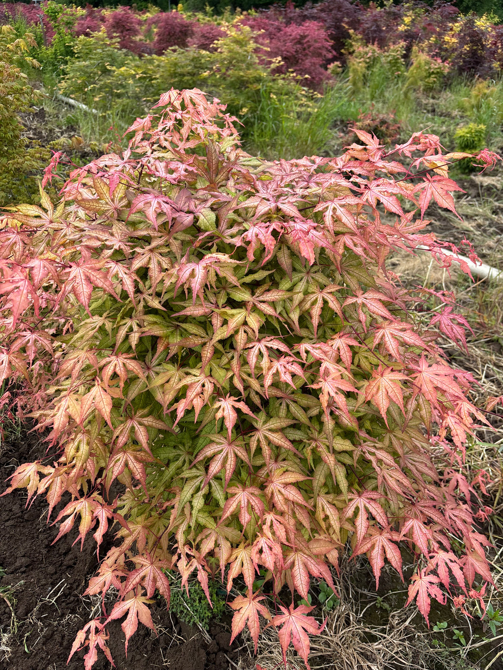 Acer Palmatum 'Pastel’