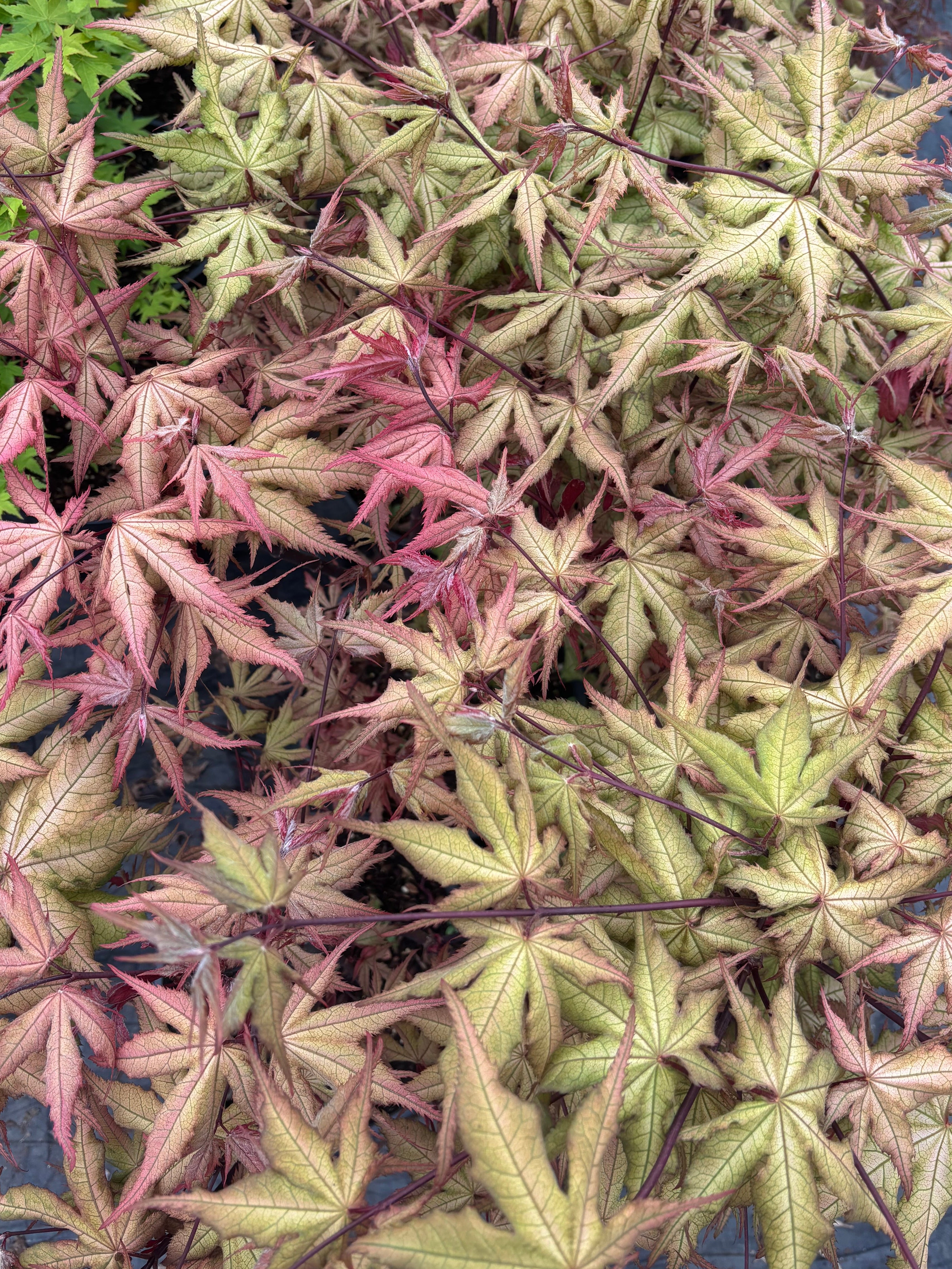 Acer Palmatum ‘Ruby De Sofia’