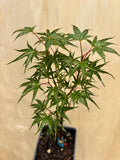 Acer Palmatum ‘Okushimo’
