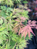 Acer Palmatum ‘Germaine’s Gyration’