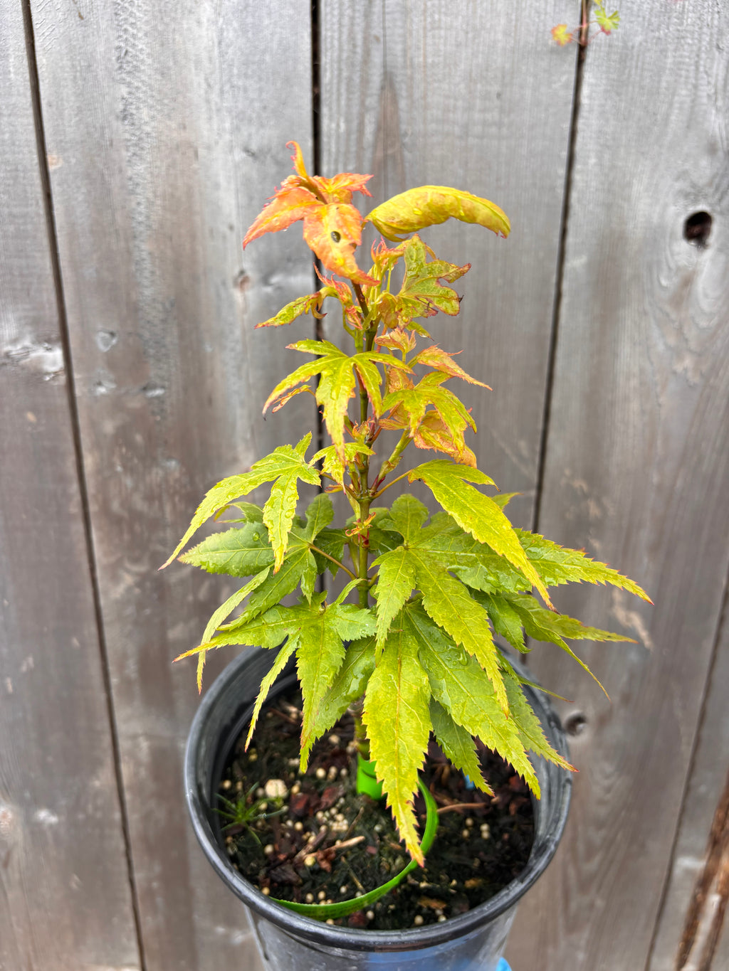 Acer Palmatum ‘Japanese Princess’