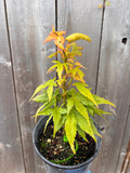 Acer Palmatum ‘Japanese Princess’
