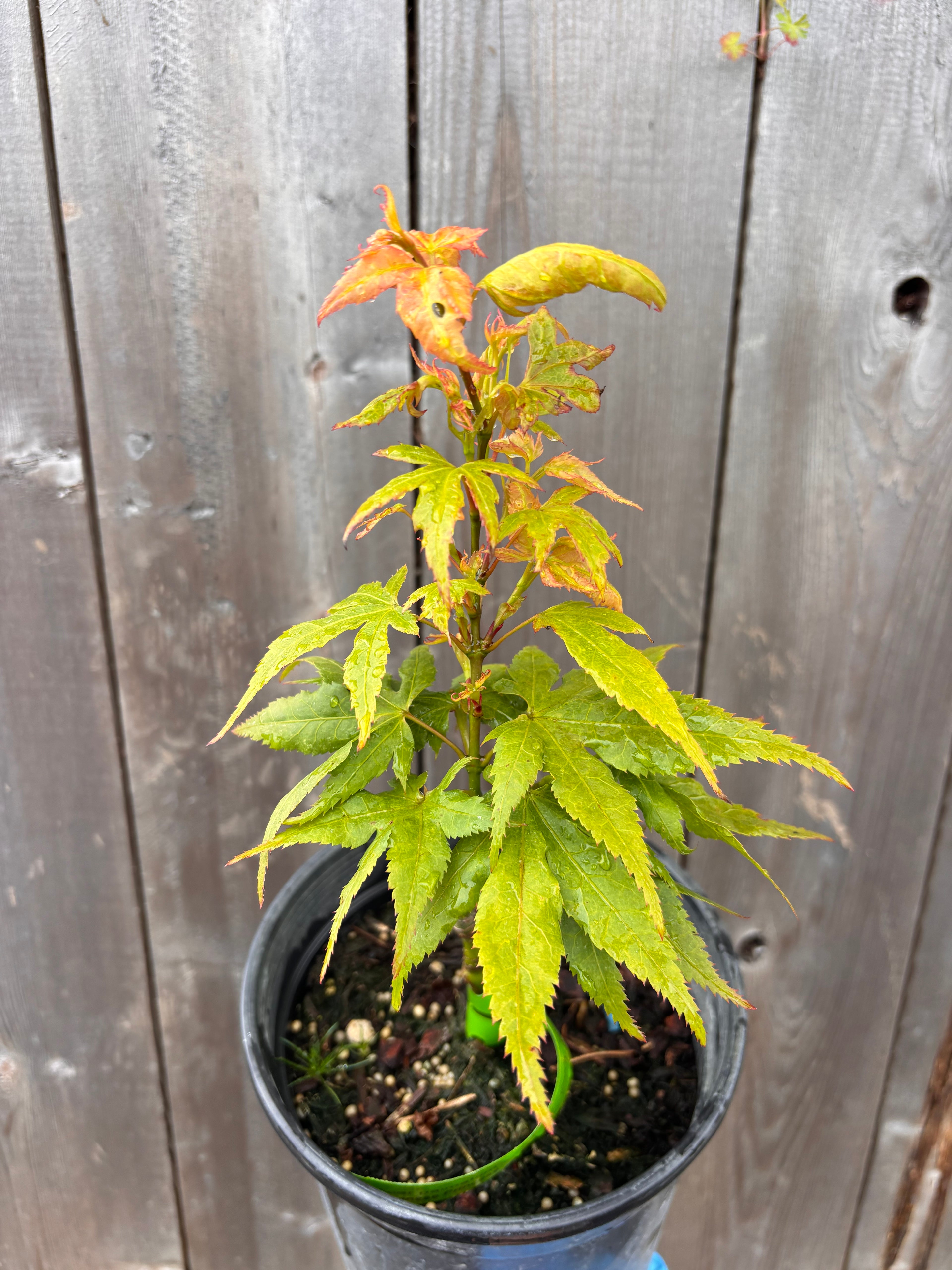 Acer Palmatum ‘Japanese Princess’