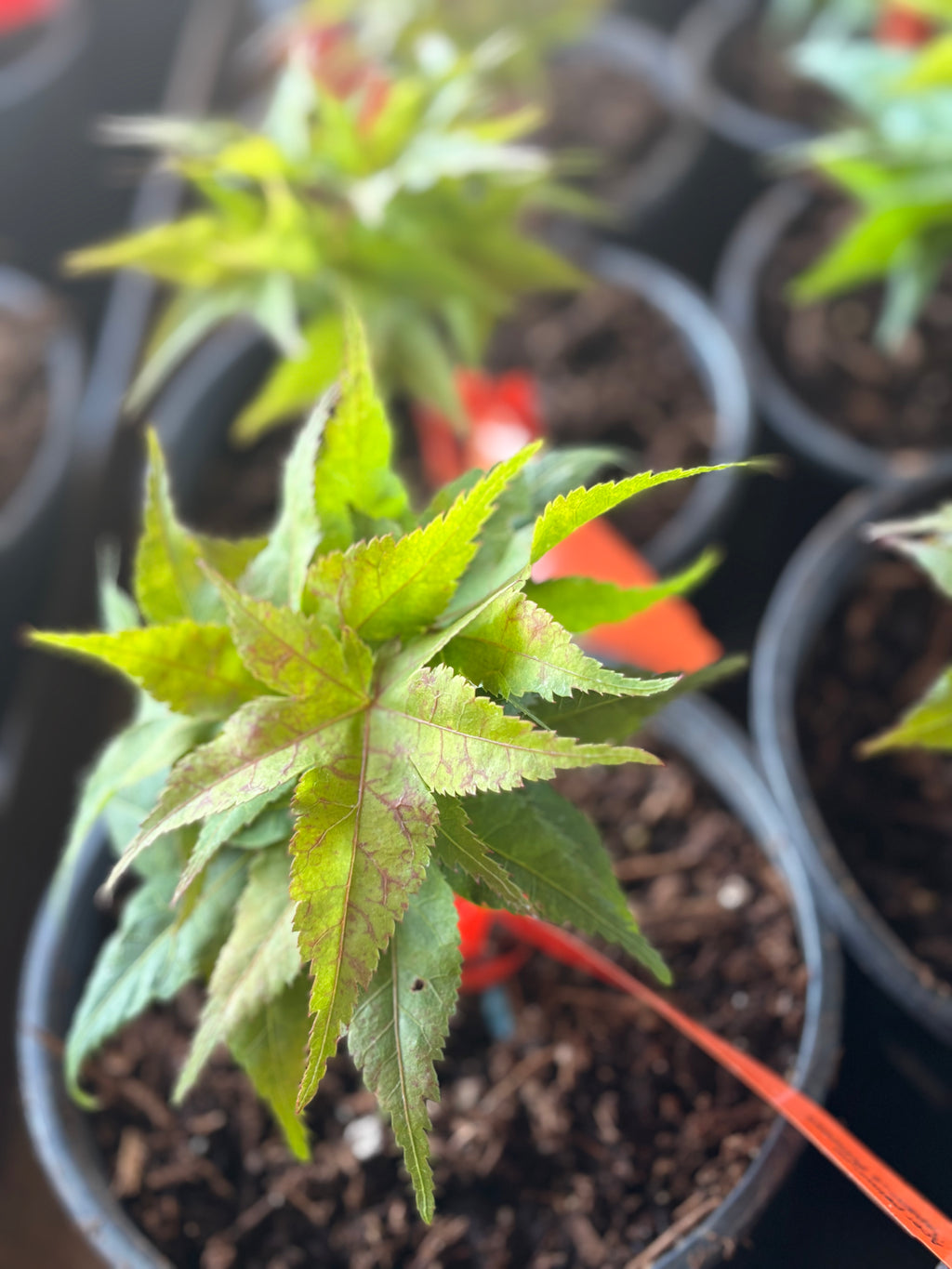Acer Palmatum ‘Japanese Princess’