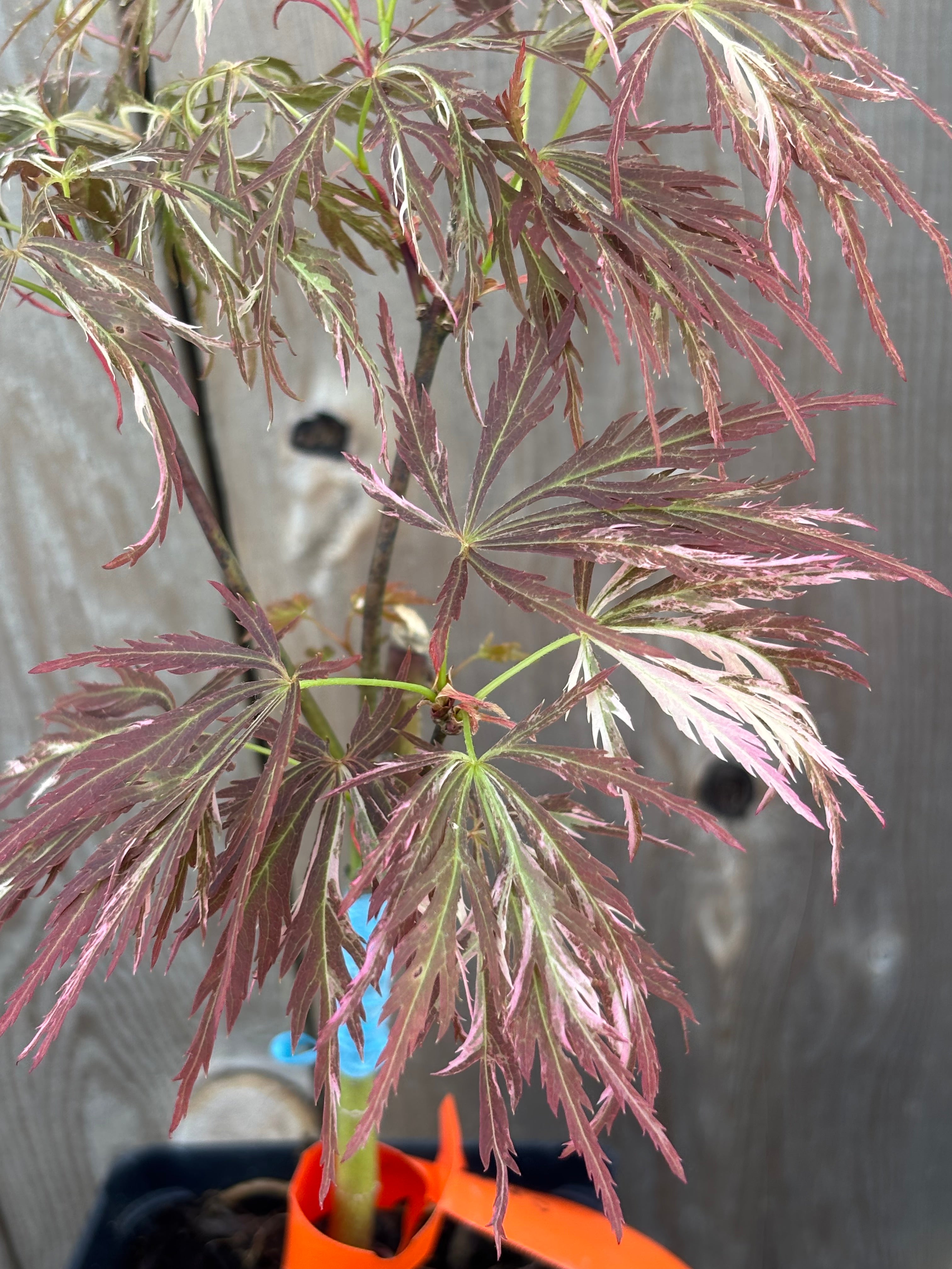 Acer Palmatum ‘Toyama Nishiki’