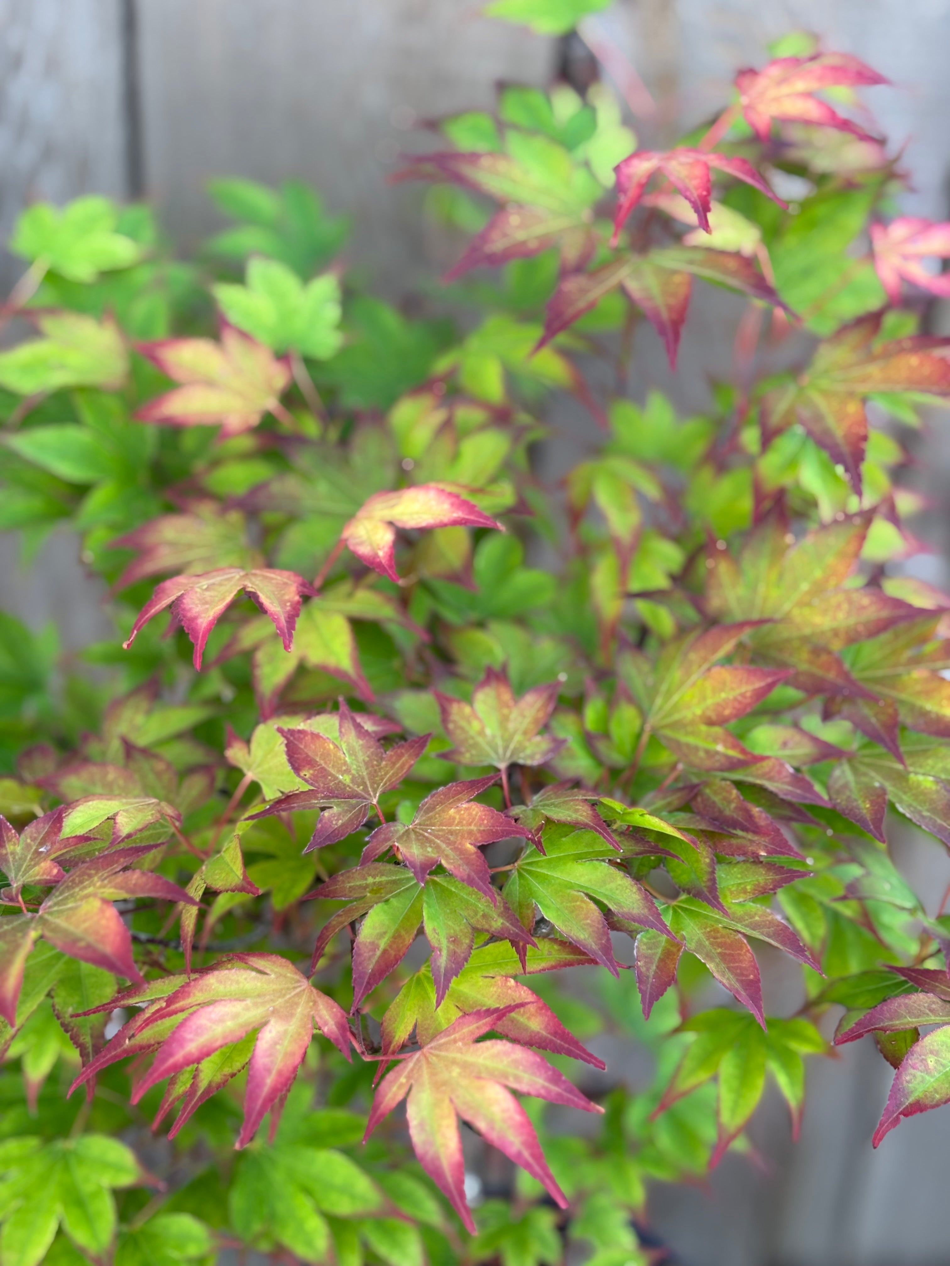 Acer Palmatum 'Tsuma Gaki'