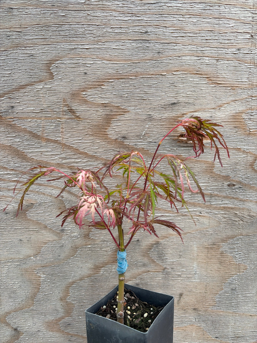 Acer Palmatum ‘Pink Ballerina’