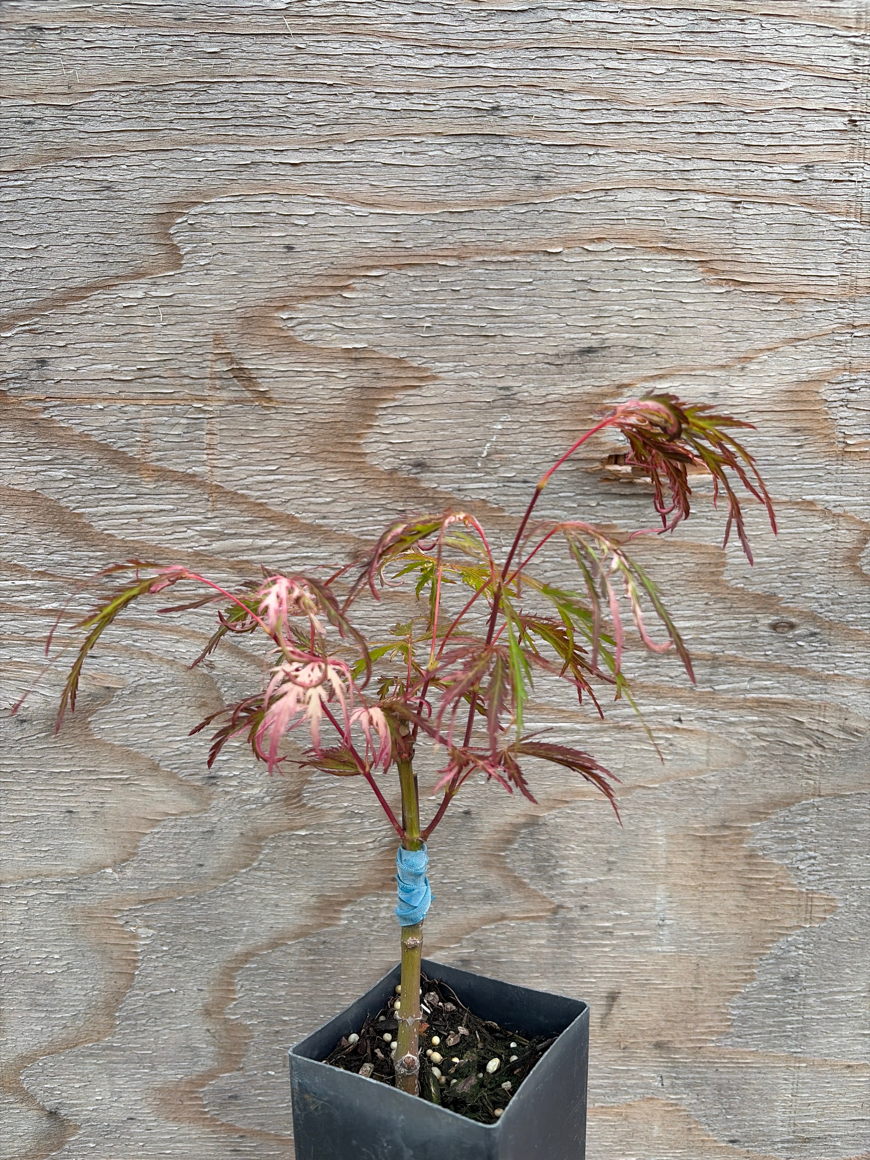 Acer Palmatum ‘Pink Ballerina’