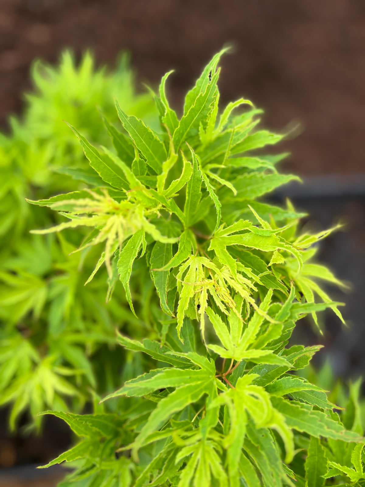 Acer Palmatum ‘Raul The Prince’ NEW/RARE