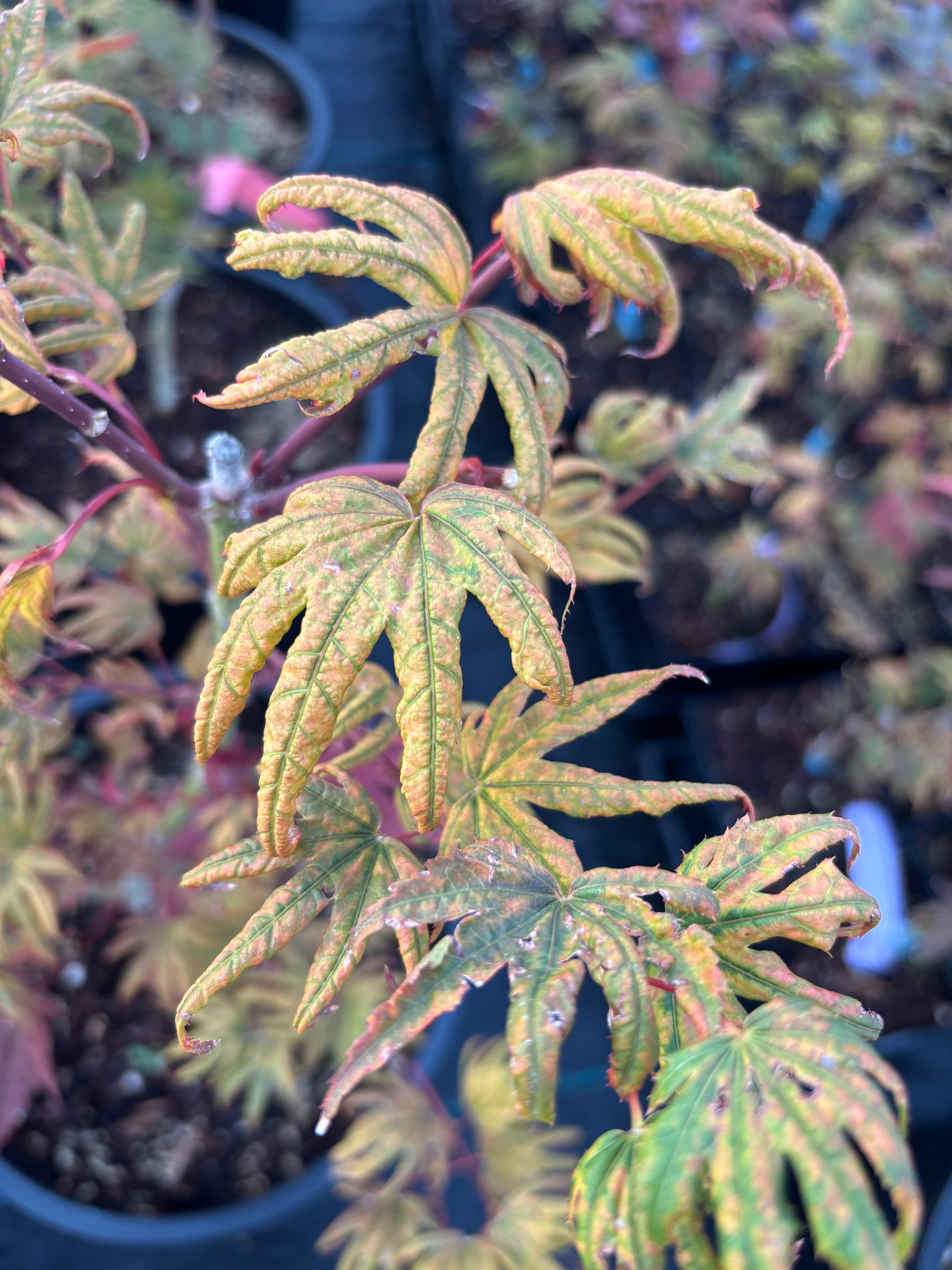 Acer Palmatum X ‘Purple Curl’