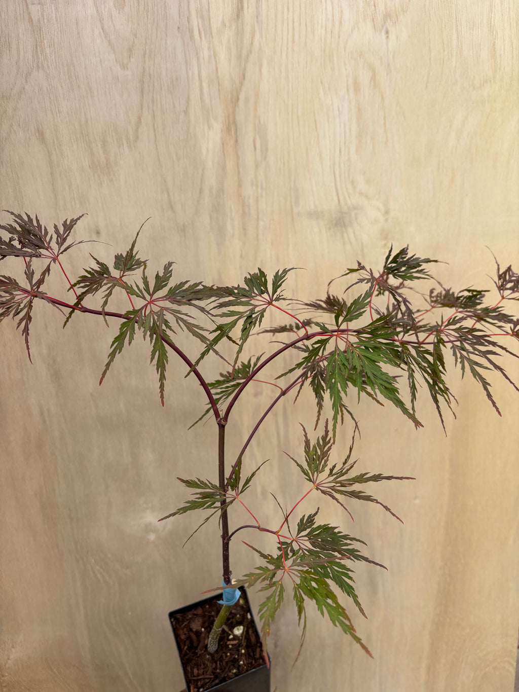 Acer Palmatum ‘Orangeola’
