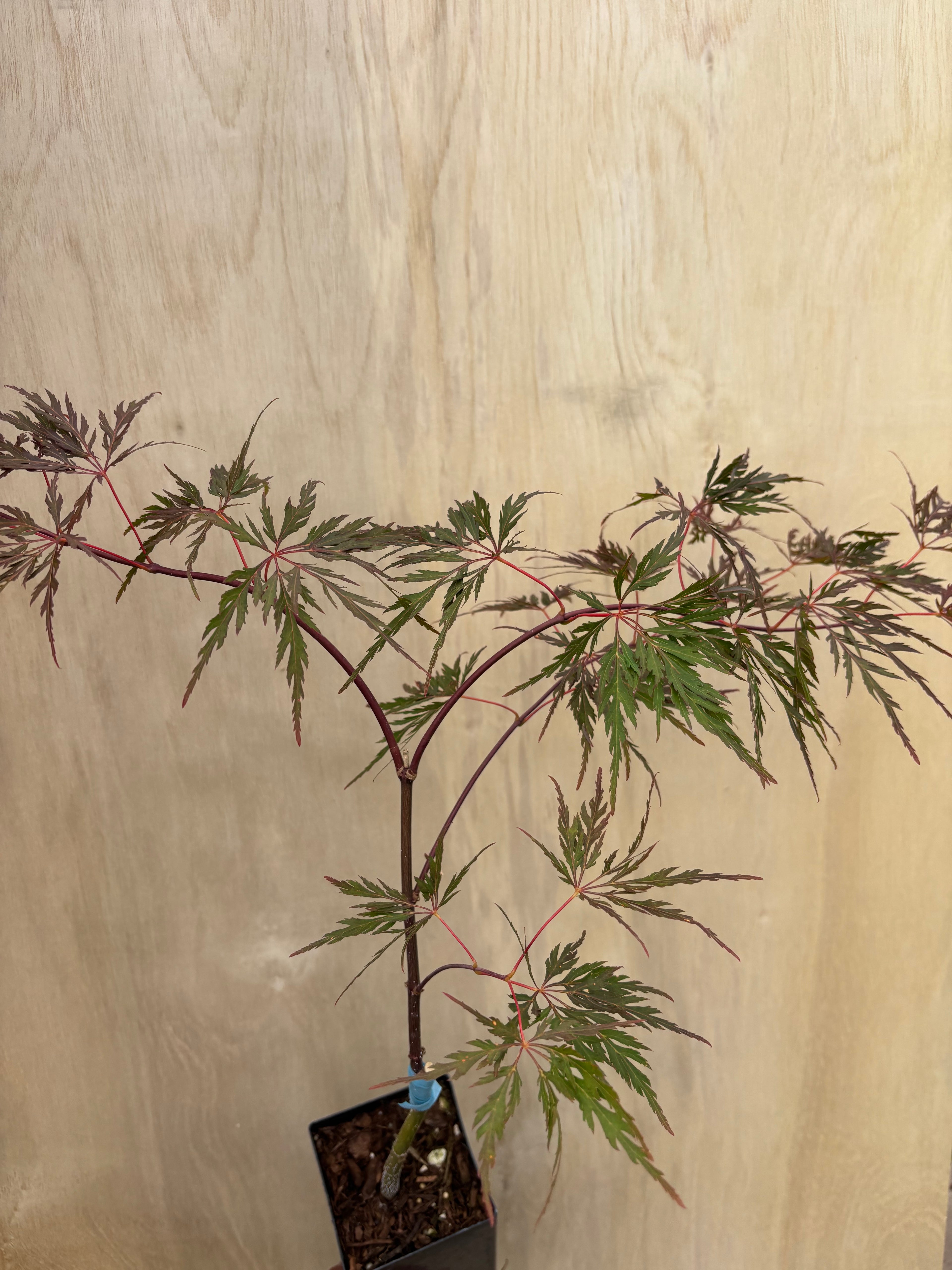 Acer Palmatum ‘Orangeola’