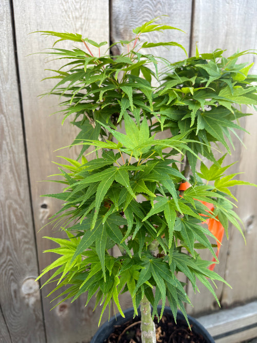Acer Palmatum 'Mikawa Yatsubusa'