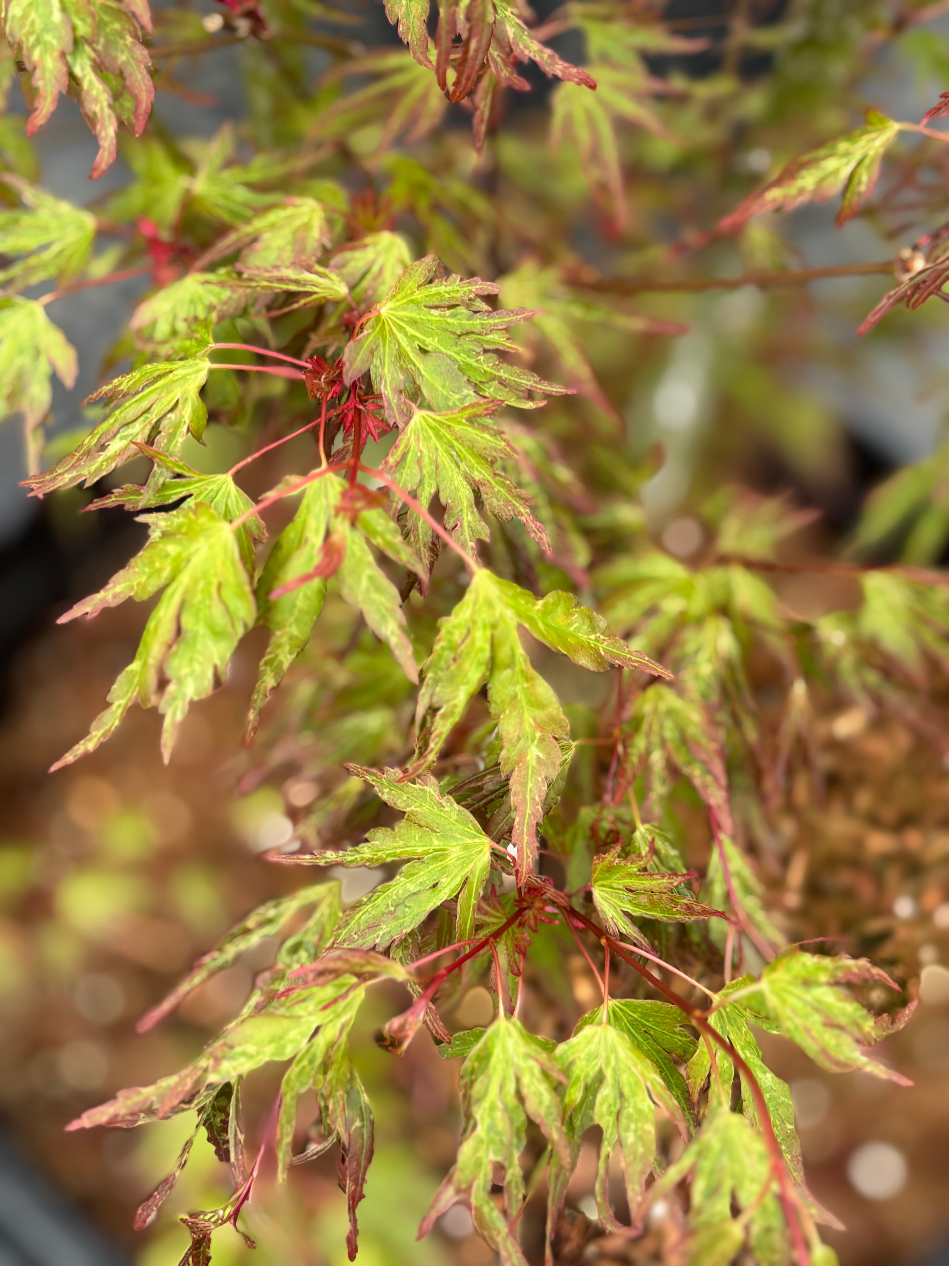 Acer Palmatum ‘La Bruja’