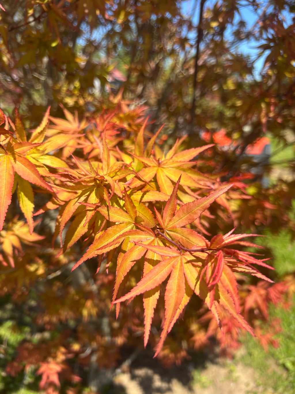 Acer Palmatum ‘Dracula’