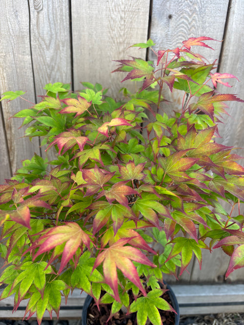 Acer Palmatum 'Tsuma Gaki'