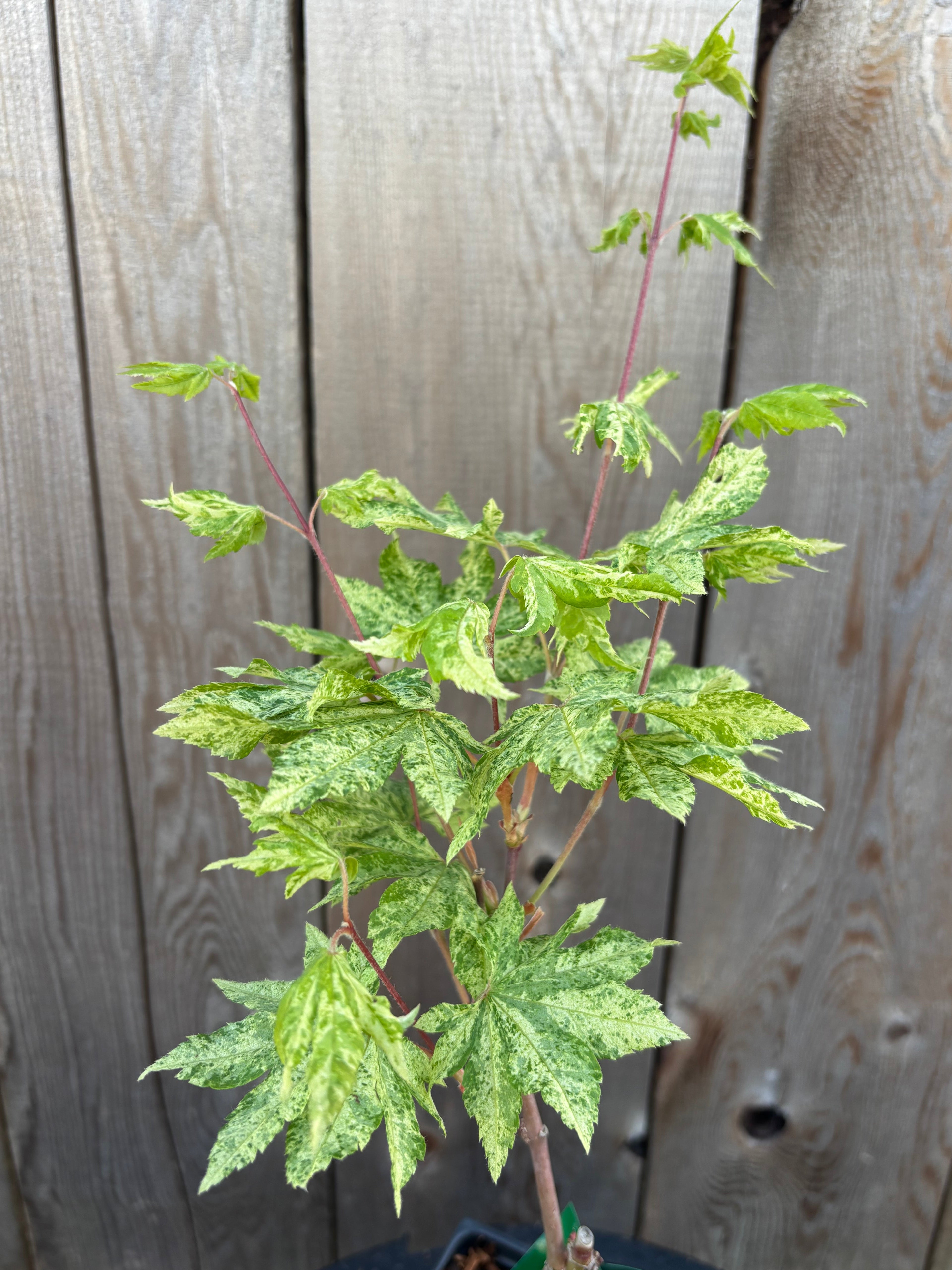 Acer Sieboldianum ‘Kumoi Nishiki’
