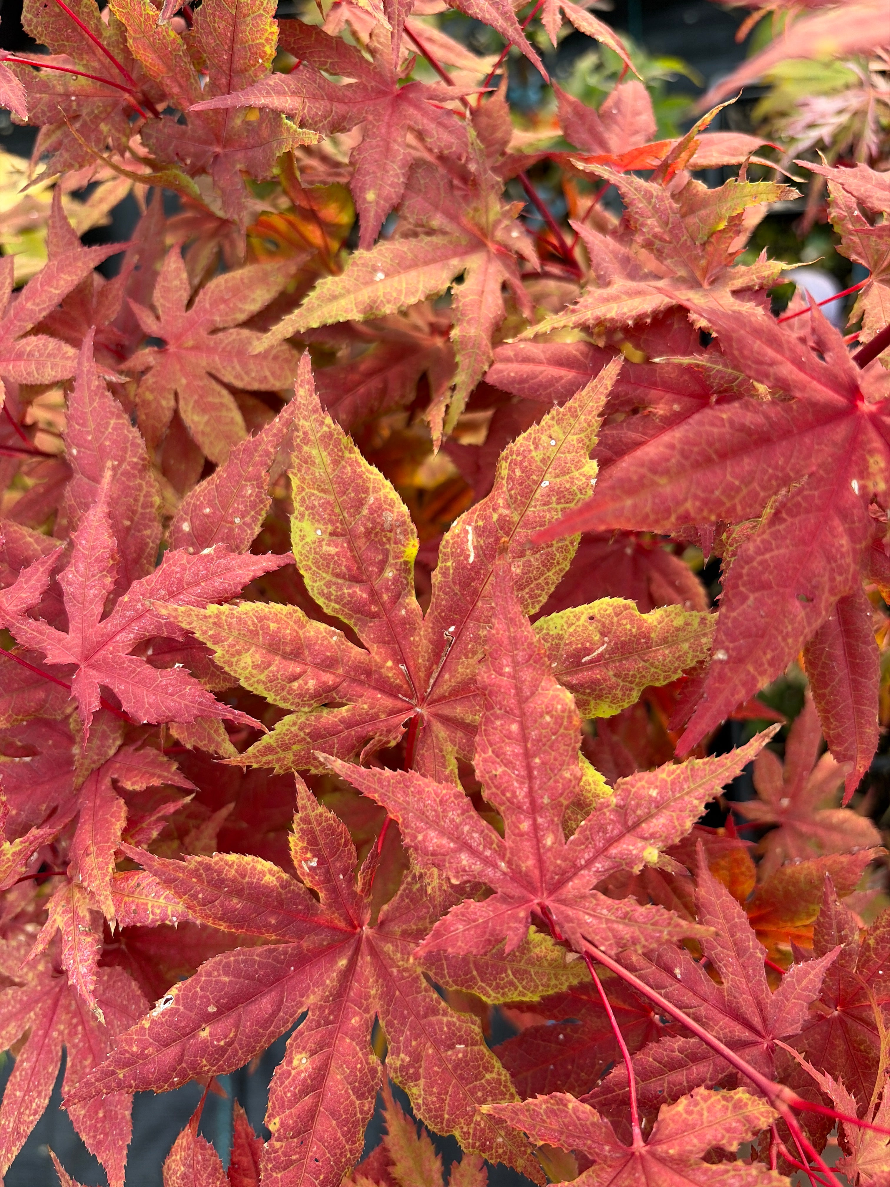 Acer Palmatum ‘Ruby De Sofia’