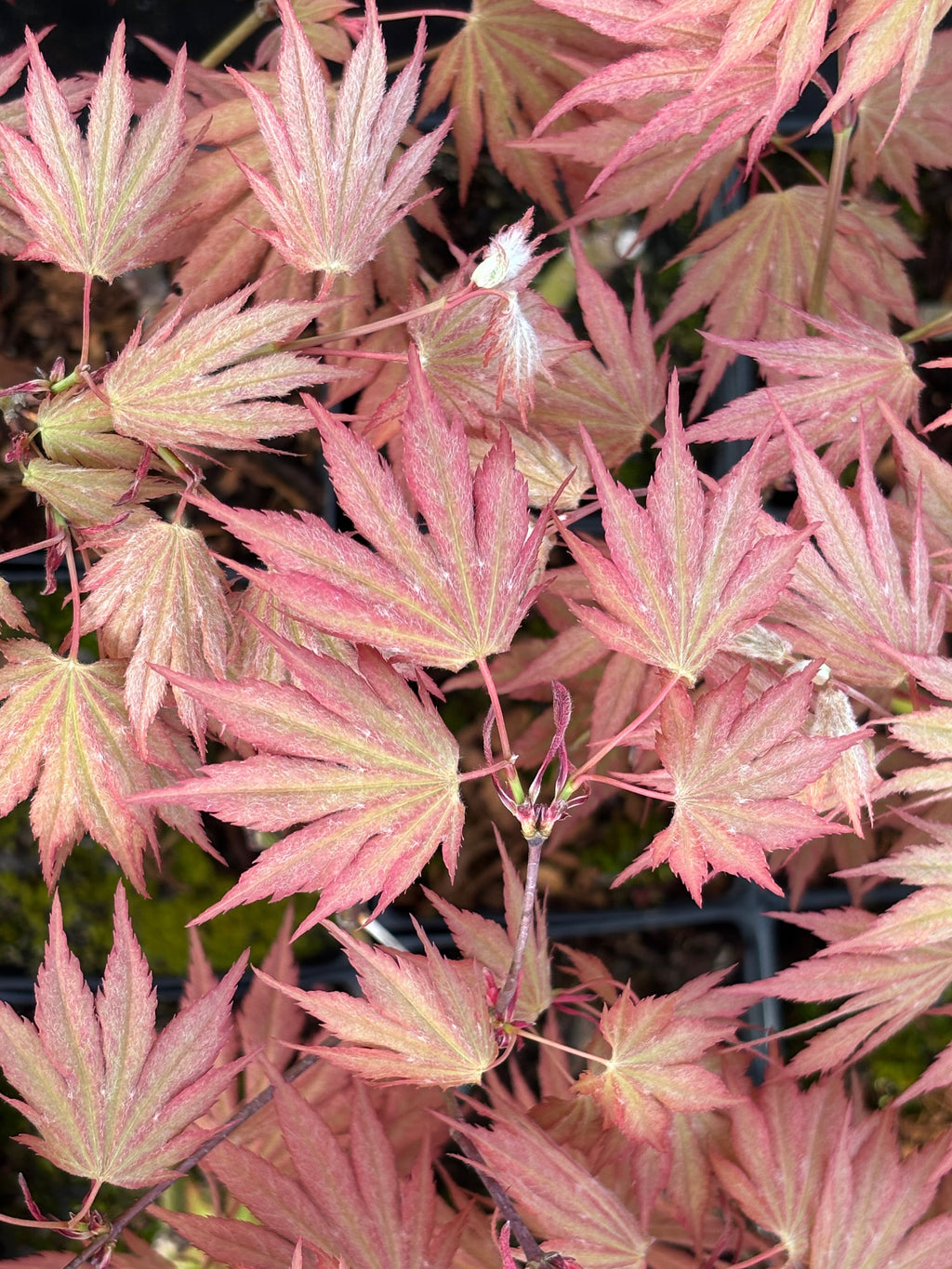 Acer Shirasawanum ‘Green Elf’