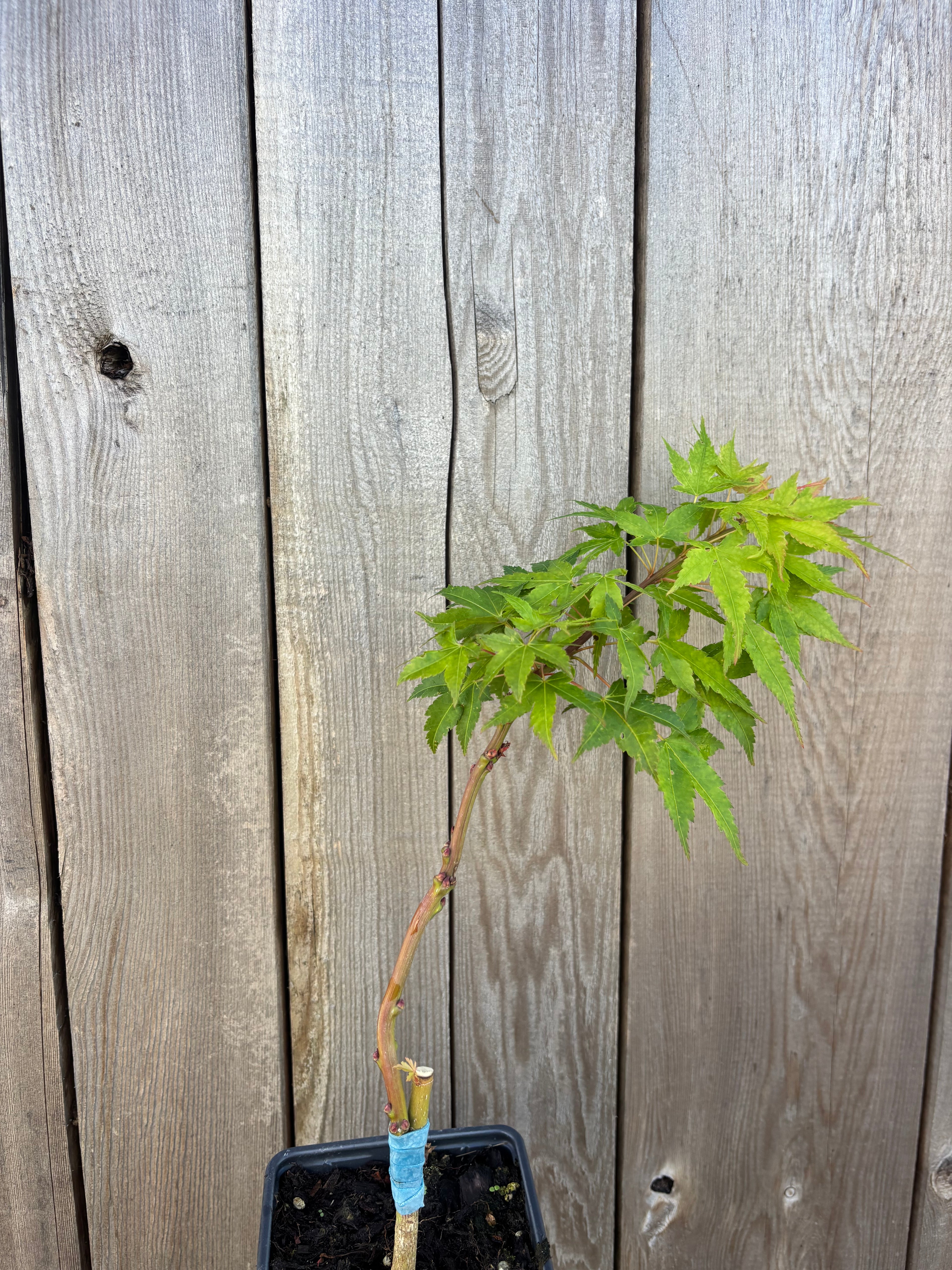 Acer Palmatum ‘Sekka Yatsubusa’