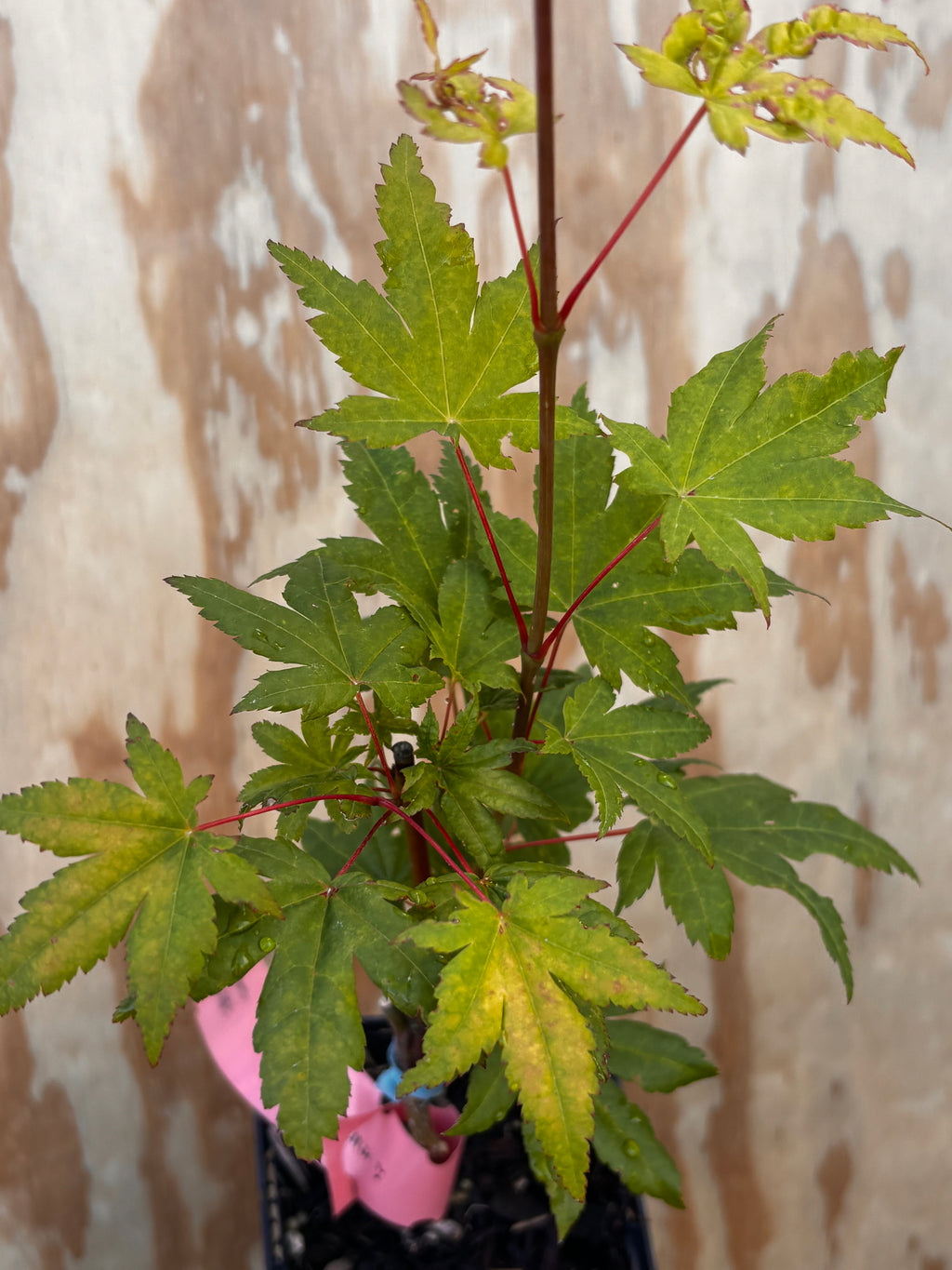 Acer Palmatum ‘Yama Nishiki’