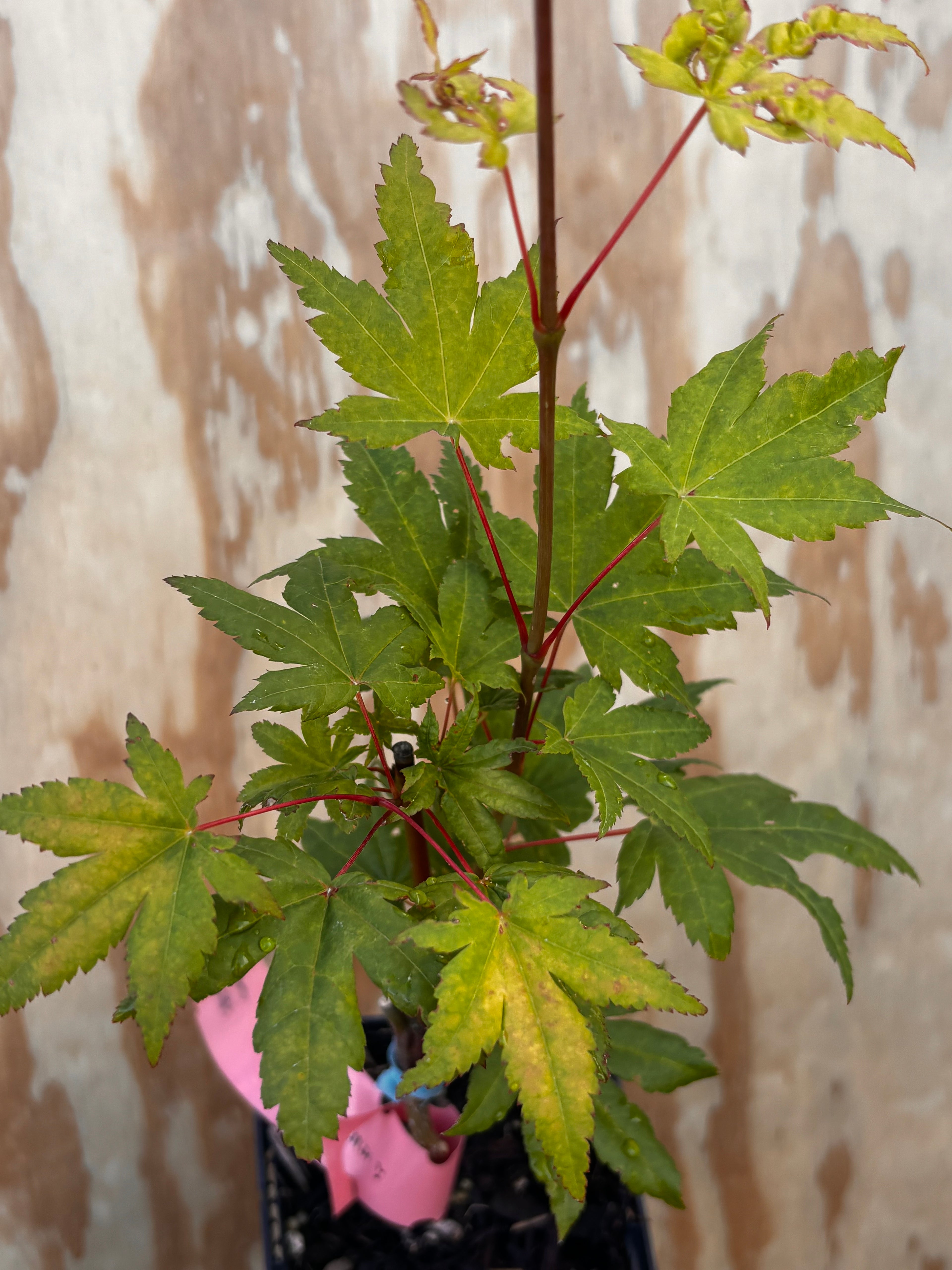 Acer Palmatum ‘Yama Nishiki’