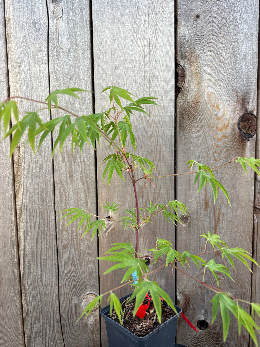 Acer Sieboldianum ‘Shoryu-No-Tsume’