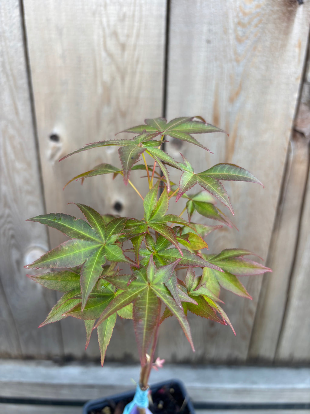 Acer Palmatum 'Peaches & Cream