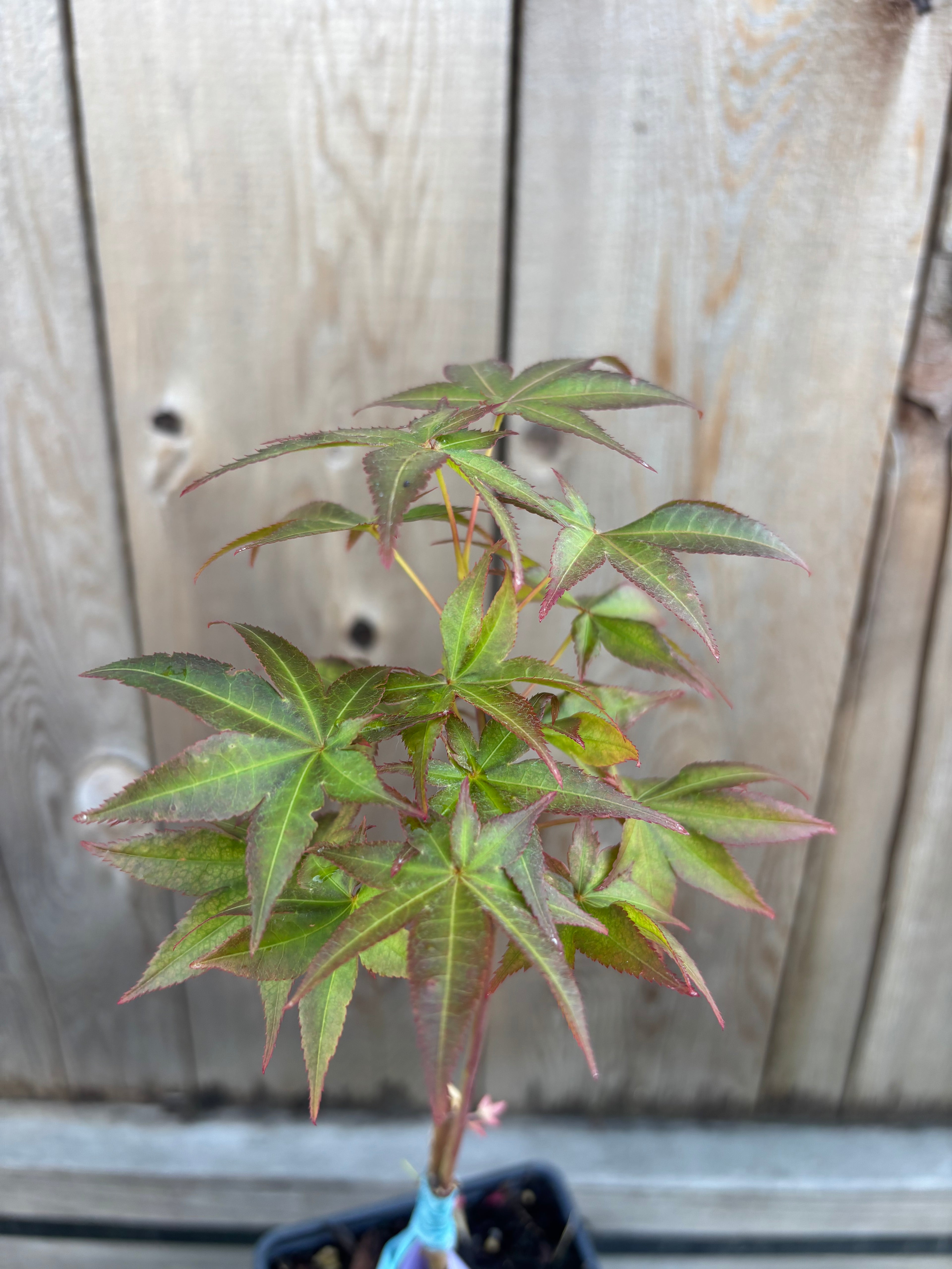 Acer Palmatum 'Peaches & Cream