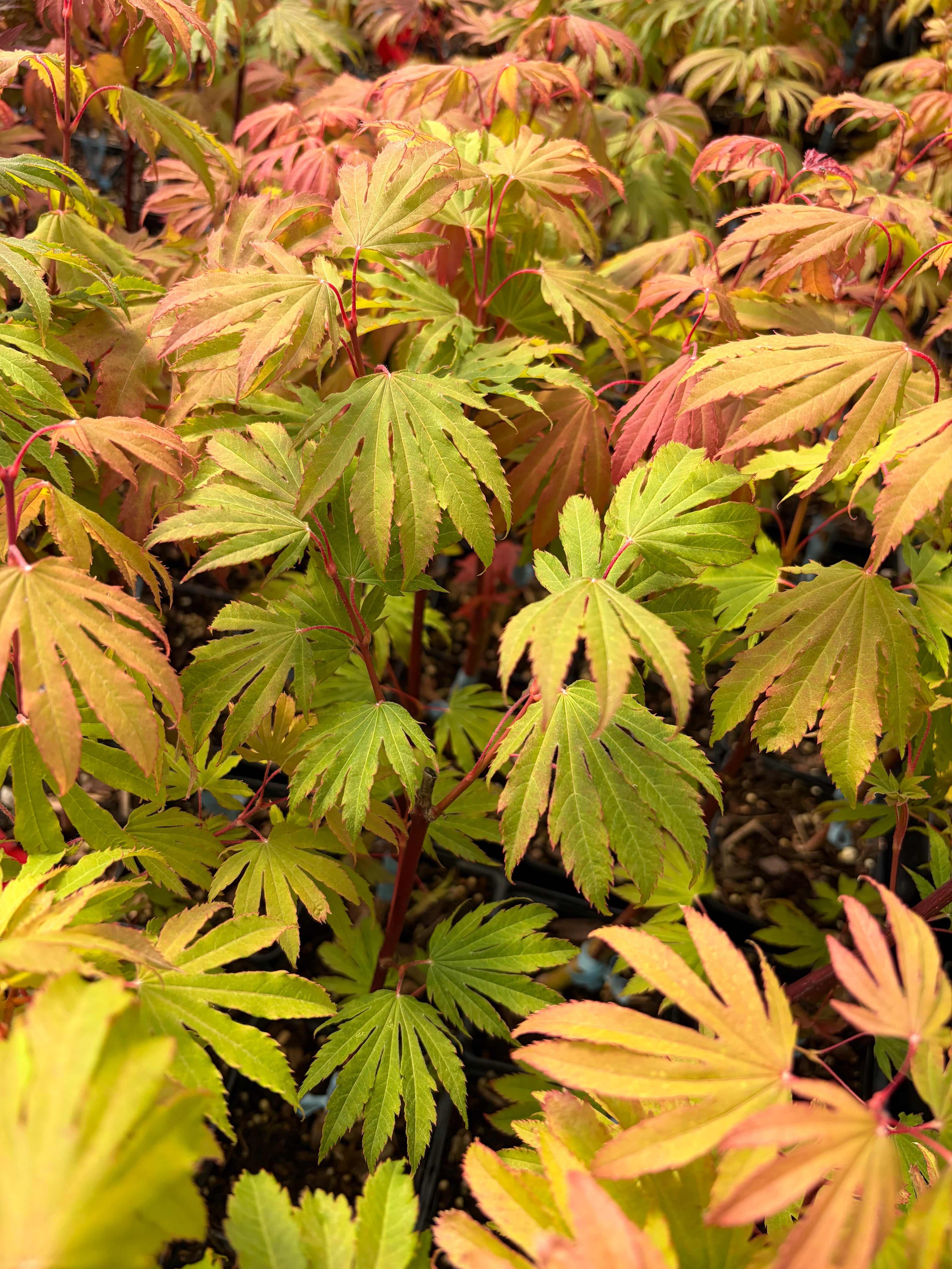 Acer circinatum 'Kisetsu dore'