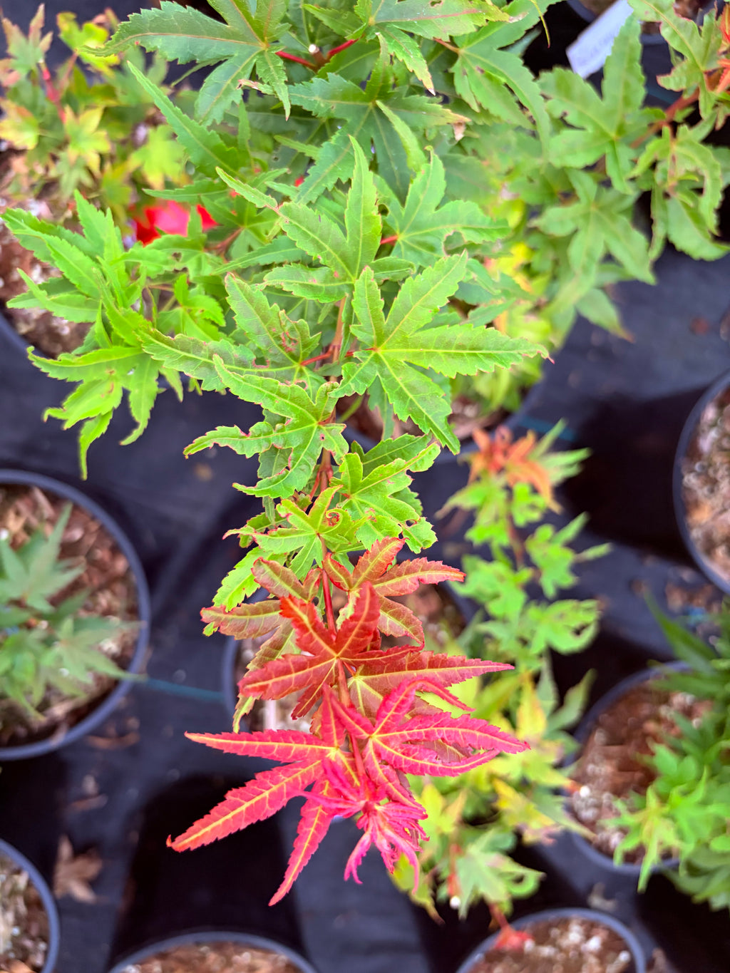 Acer Palmatum ‘Sonya Yatsubusa’  NEW / RARE