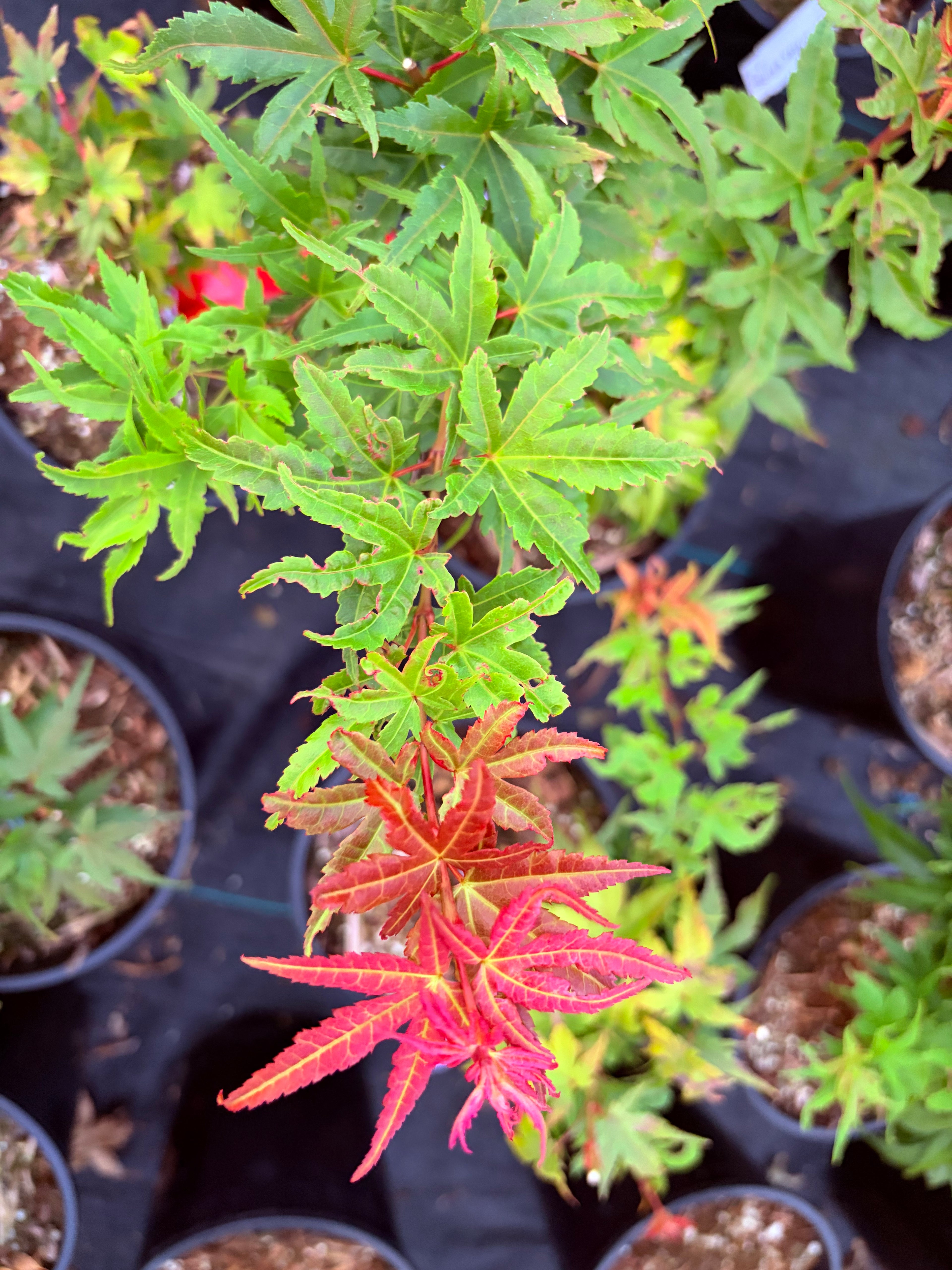 Acer Palmatum ‘Sonya Yatsubusa’  NEW / RARE