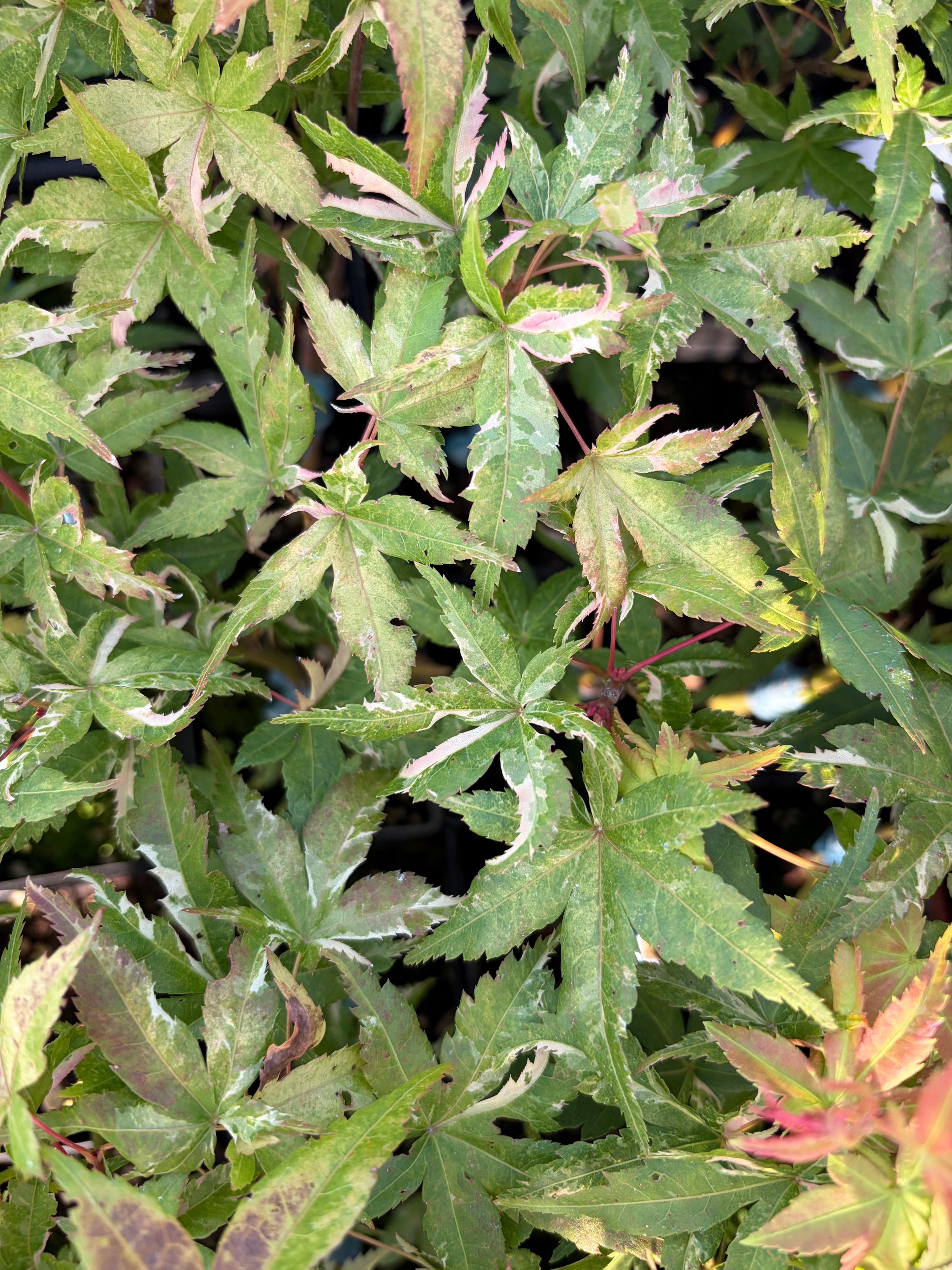 Acer Palmatum ‘Kasen Nishiki’