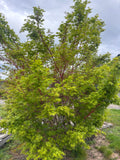 Acer Palmatum ‘Sango Kaku’