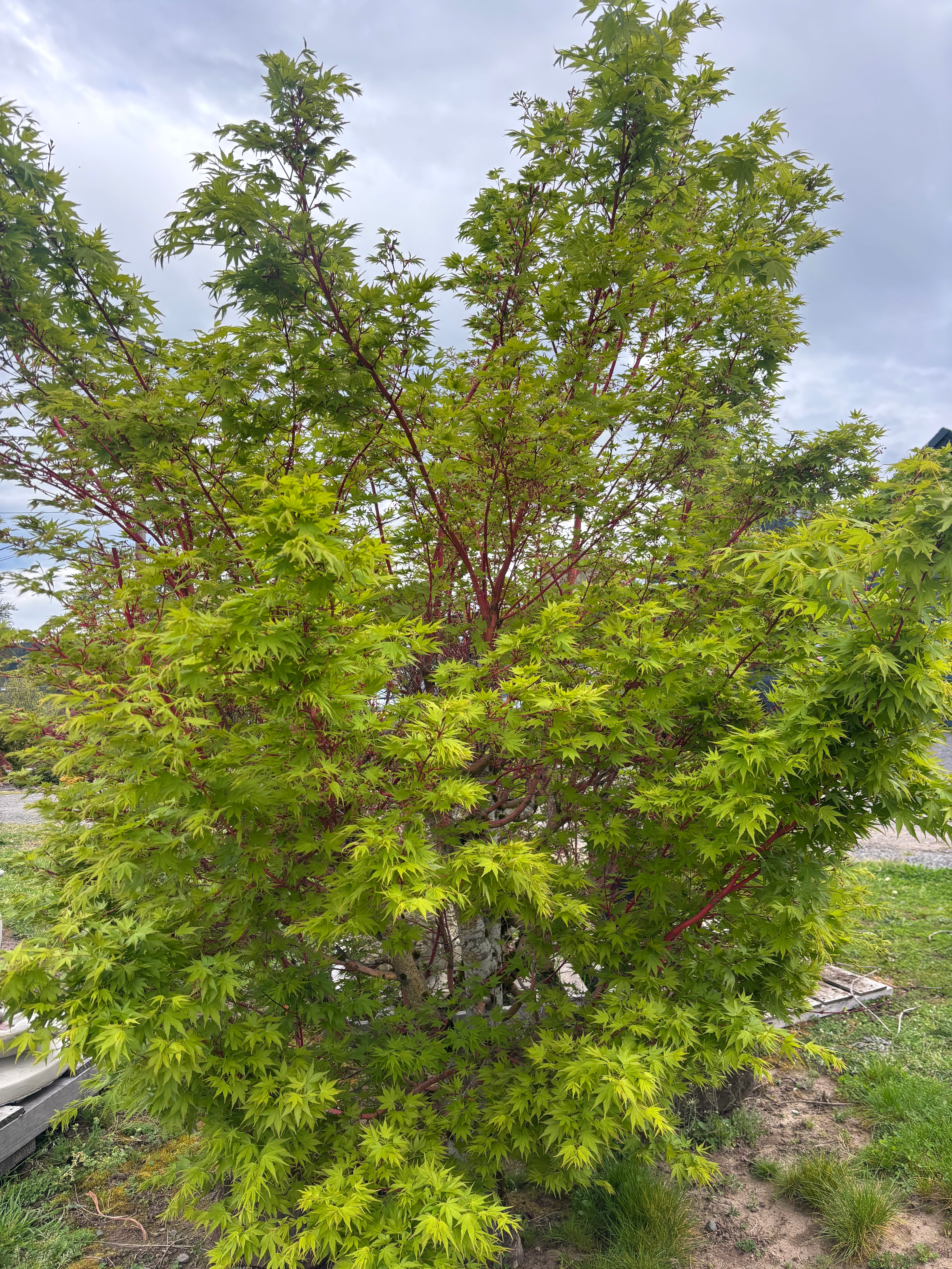 Acer Palmatum ‘Sango Kaku’