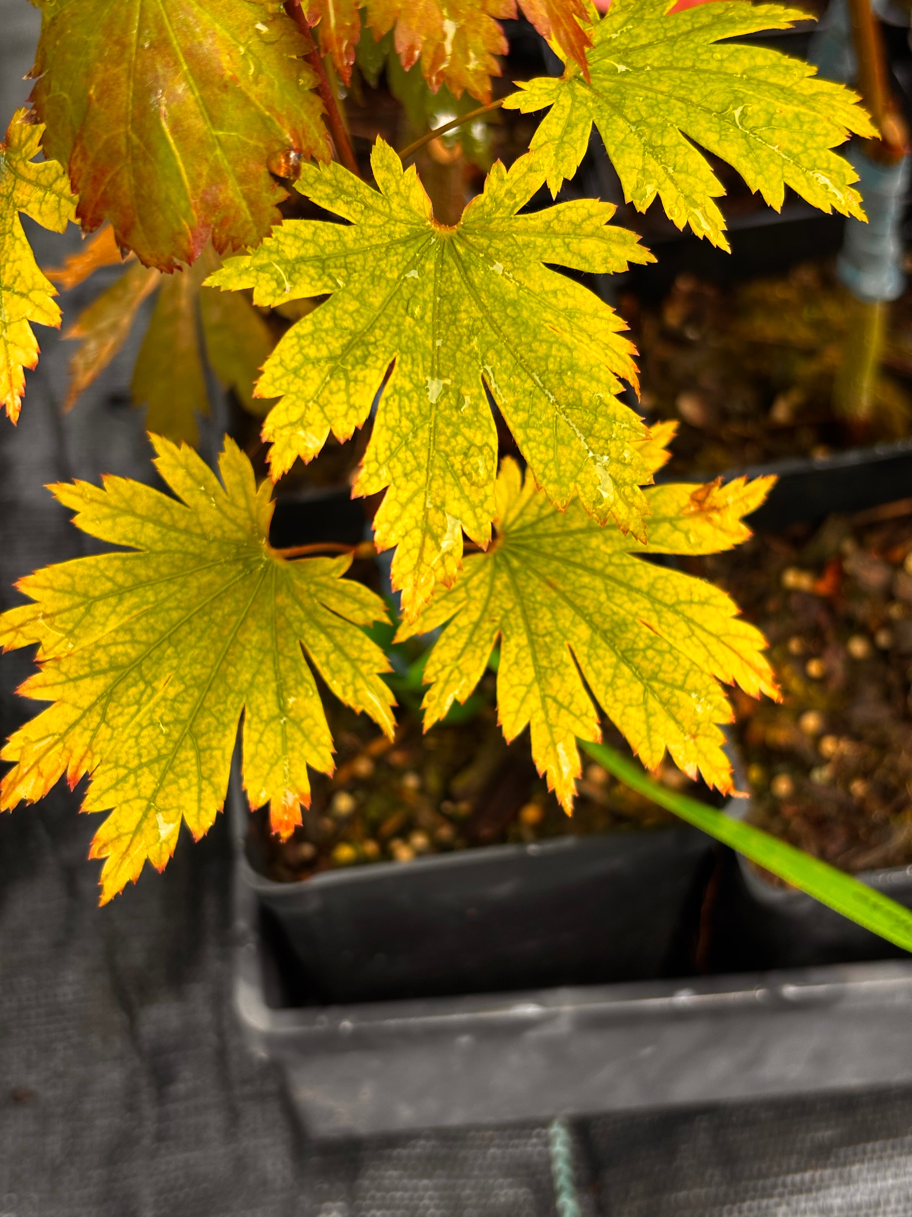 Acer Japonicum ‘O Otaki’