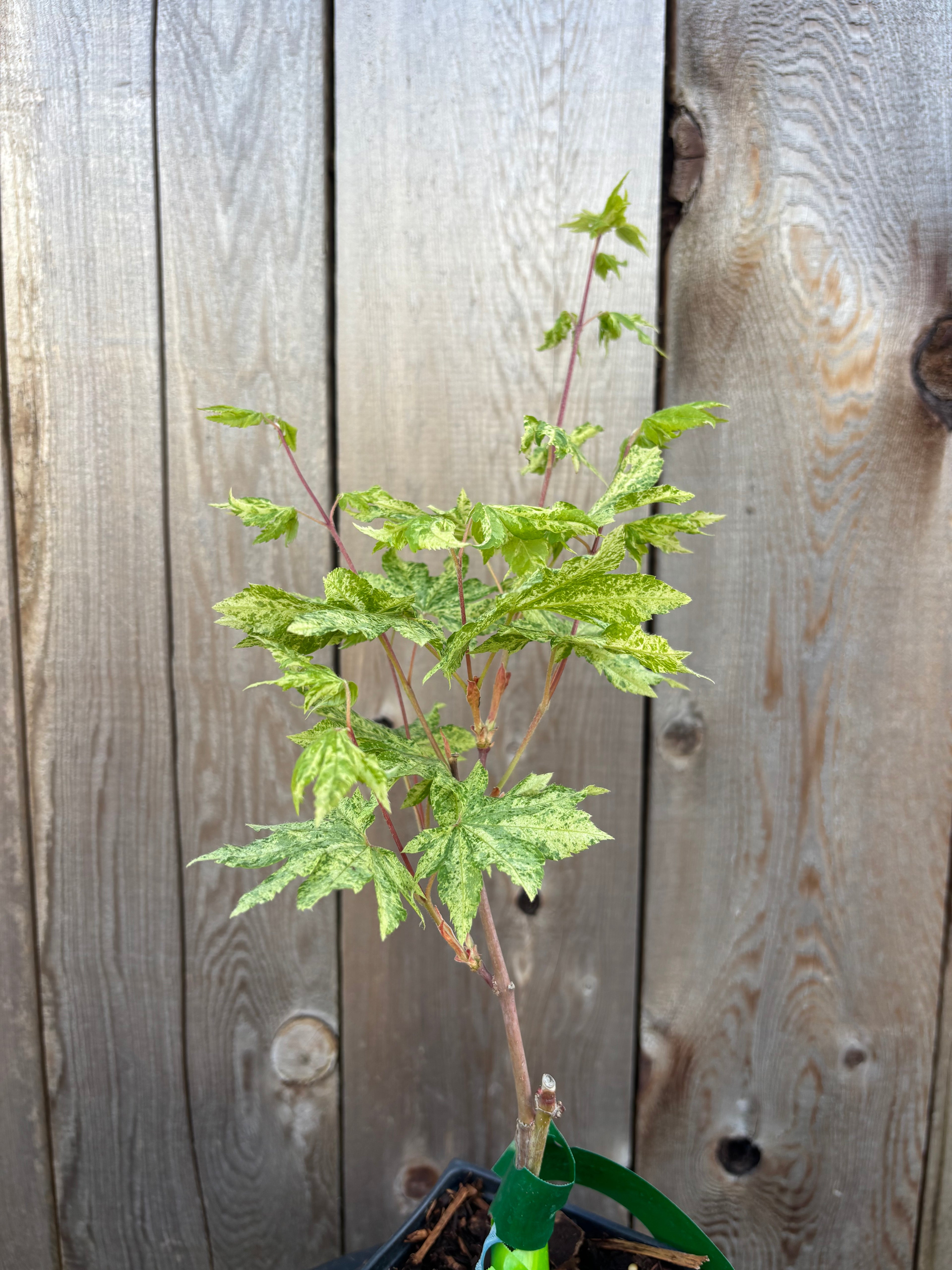 Acer Sieboldianum ‘Kumoi Nishiki’