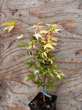 Acer Palmatum ‘Illarian’