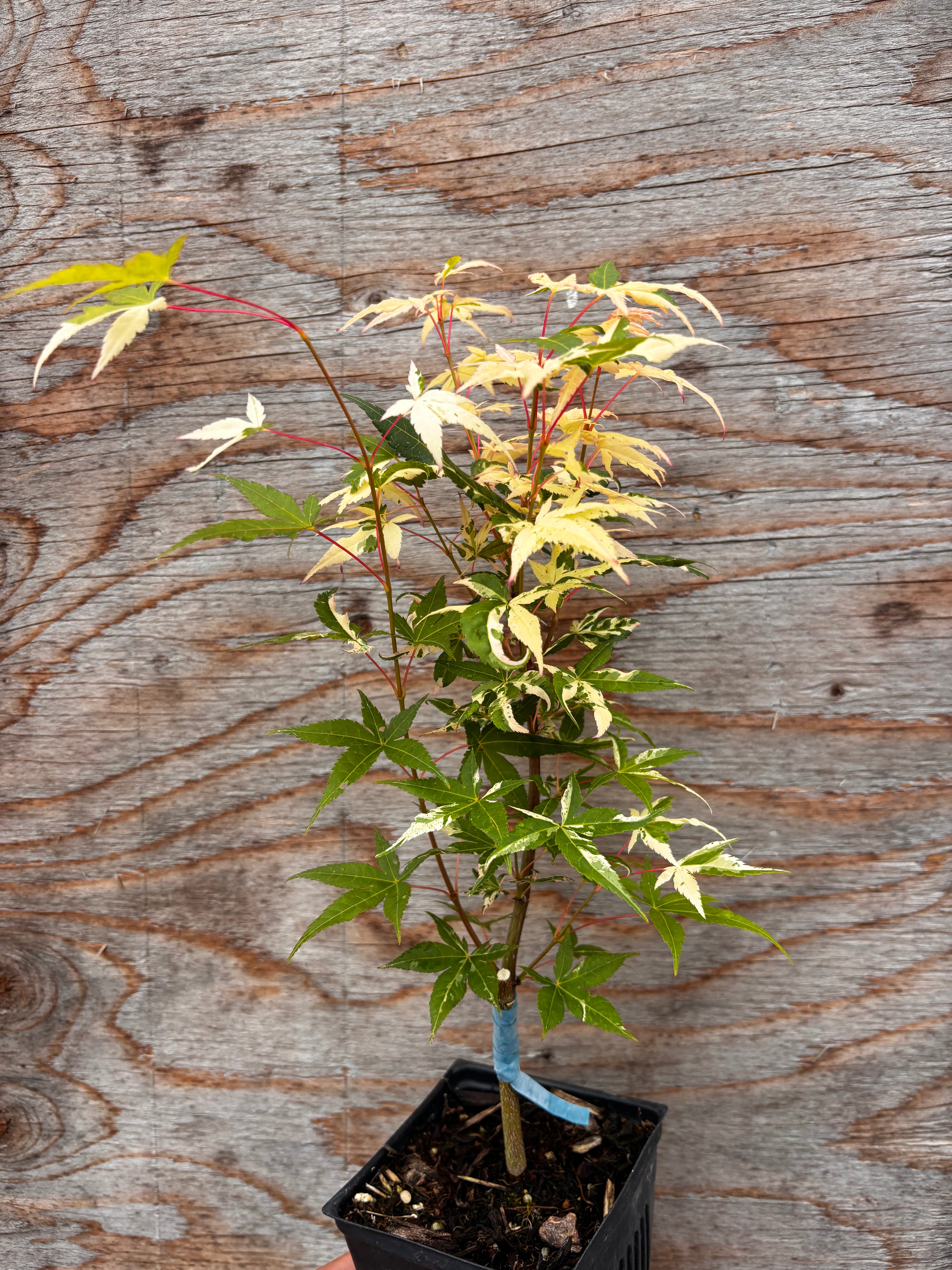 Acer Palmatum ‘Illarian’