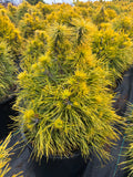Pinus sylvestris 'Moseri'