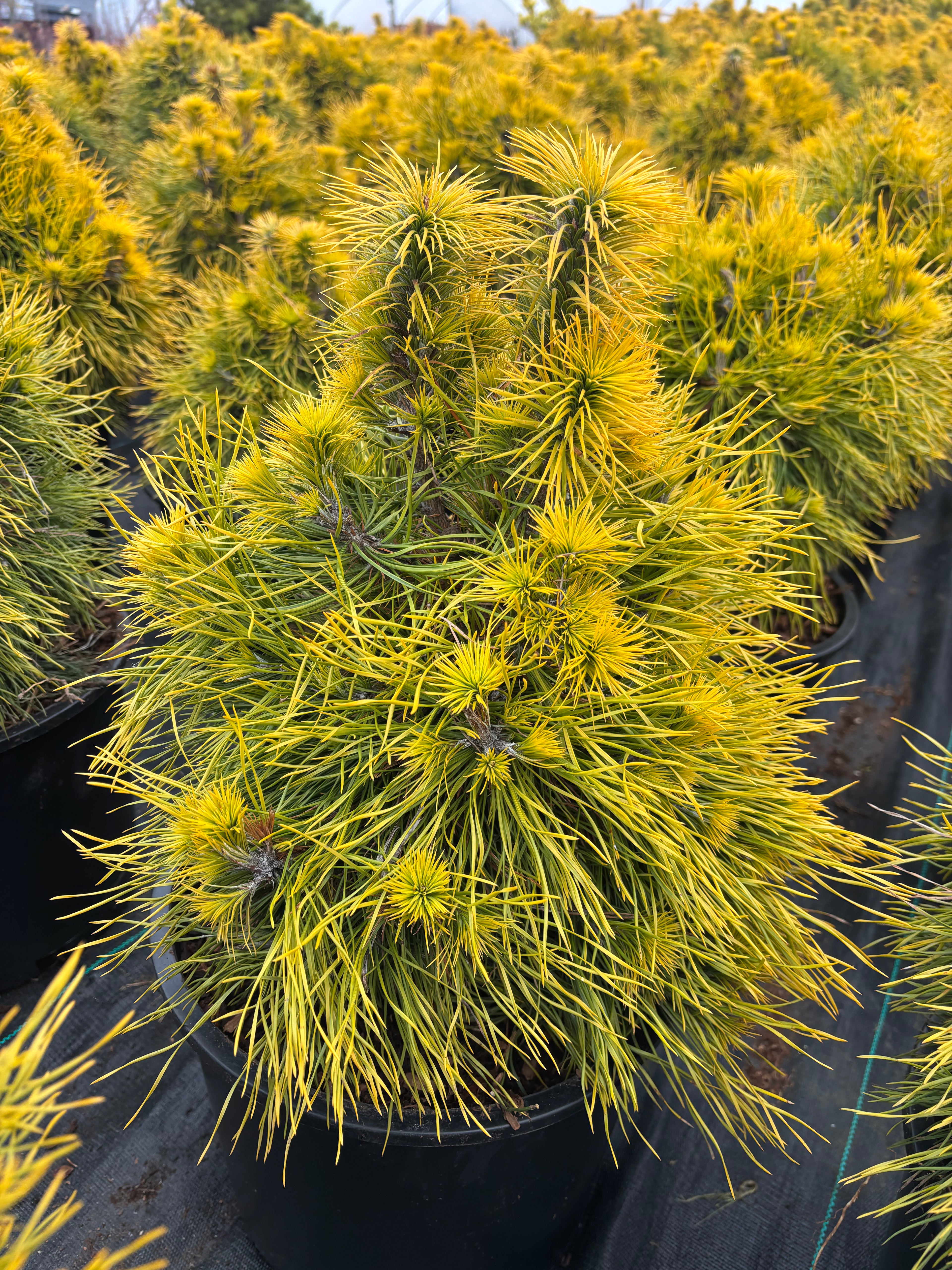 Pinus sylvestris 'Moseri'