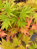 Acer Shir ‘Johin’