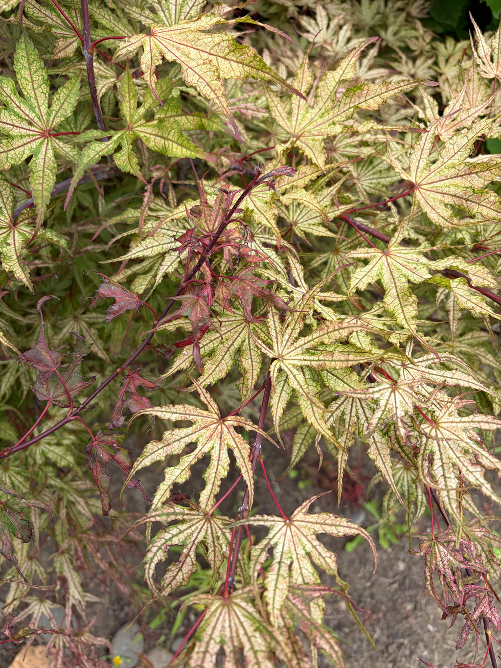 Acer Palmatum ‘Olsen’s Frosted Strawberry’