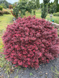 Acer Palmatum ‘Fireball’